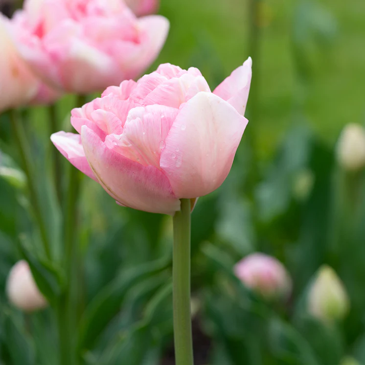 Dubbelbloemige tulp 'Angélique' (x10) - Image 2