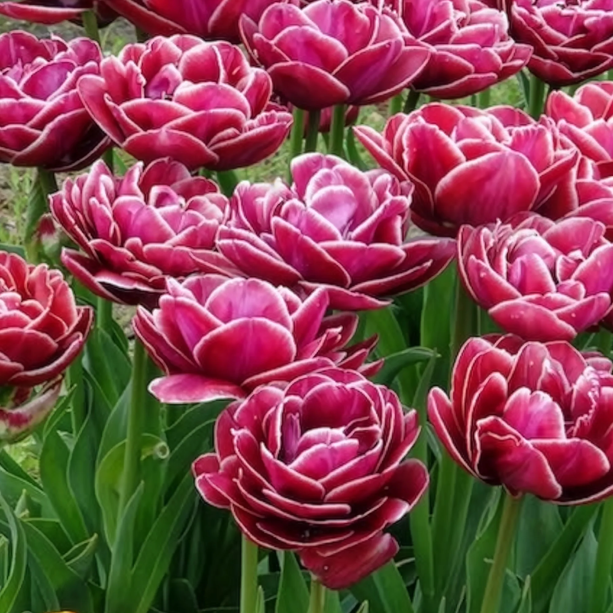 Dubbelbloemige tulp 'Dream Touch' (x7) - Image 11