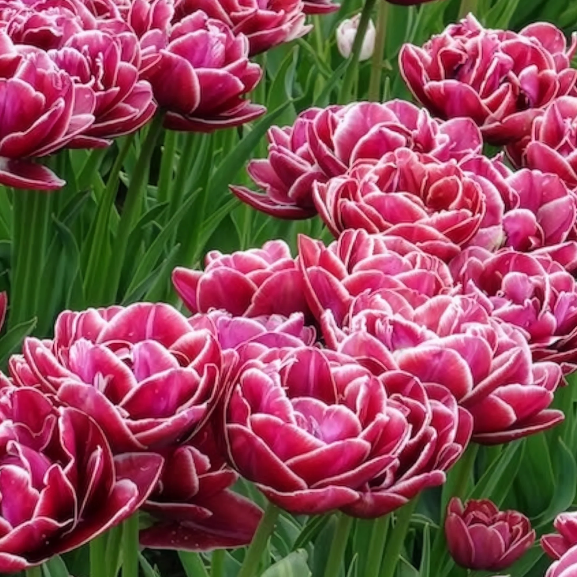 Dubbelbloemige tulp 'Dream Touch' (x7) - Image 12