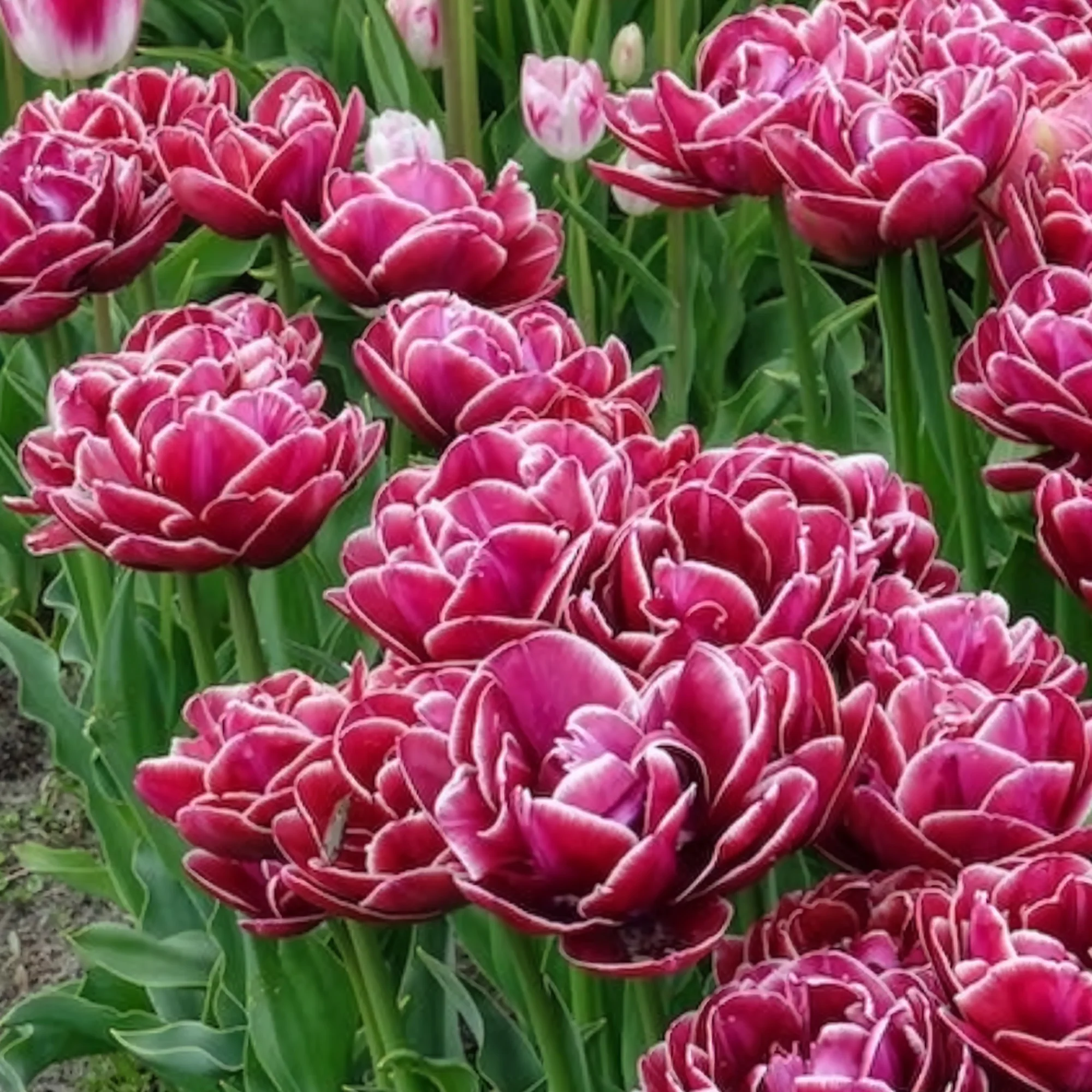 Dubbelbloemige tulp 'Dream Touch' (x7) - Image 13