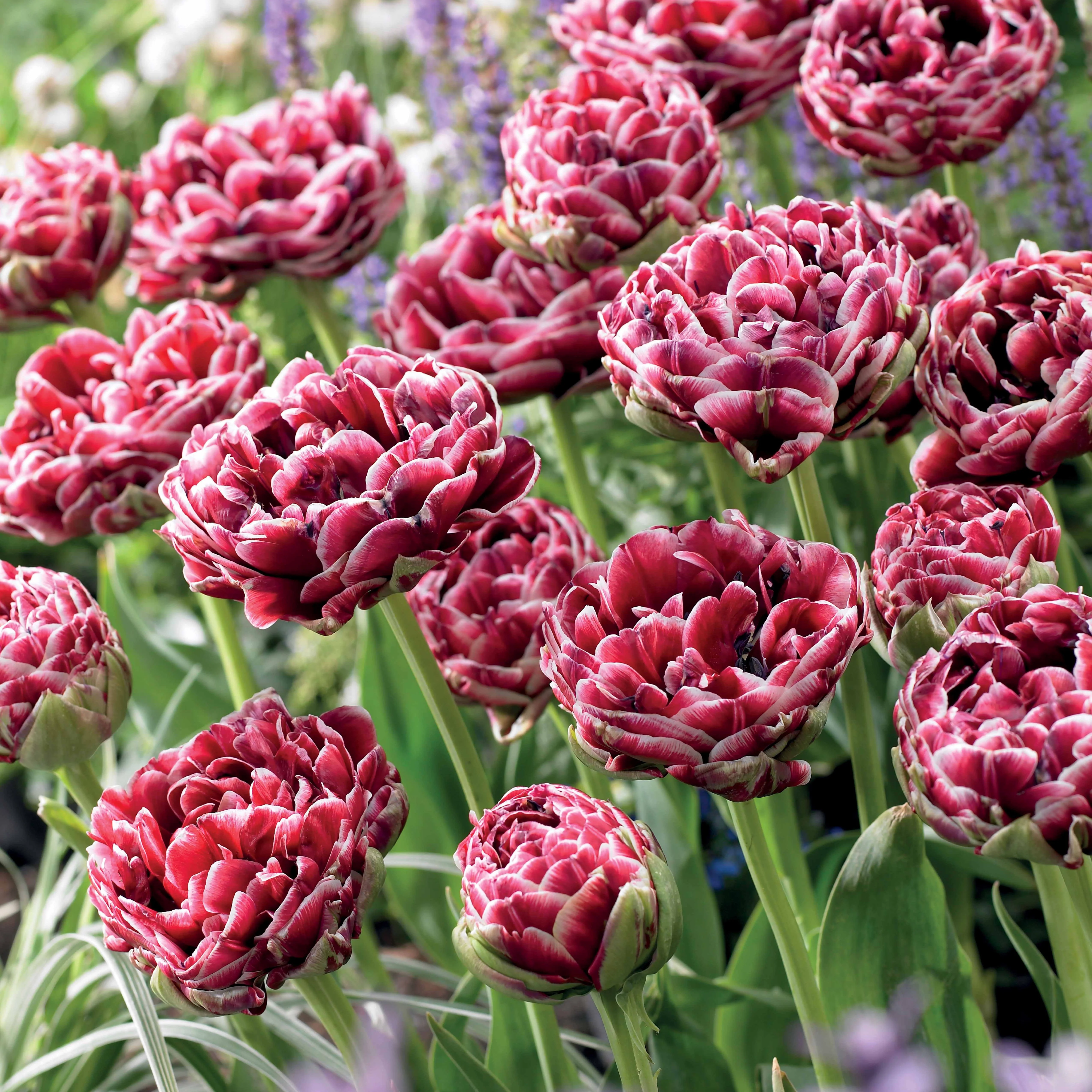 Dubbelbloemige tulp 'Dream Touch' (x7) - Image 2