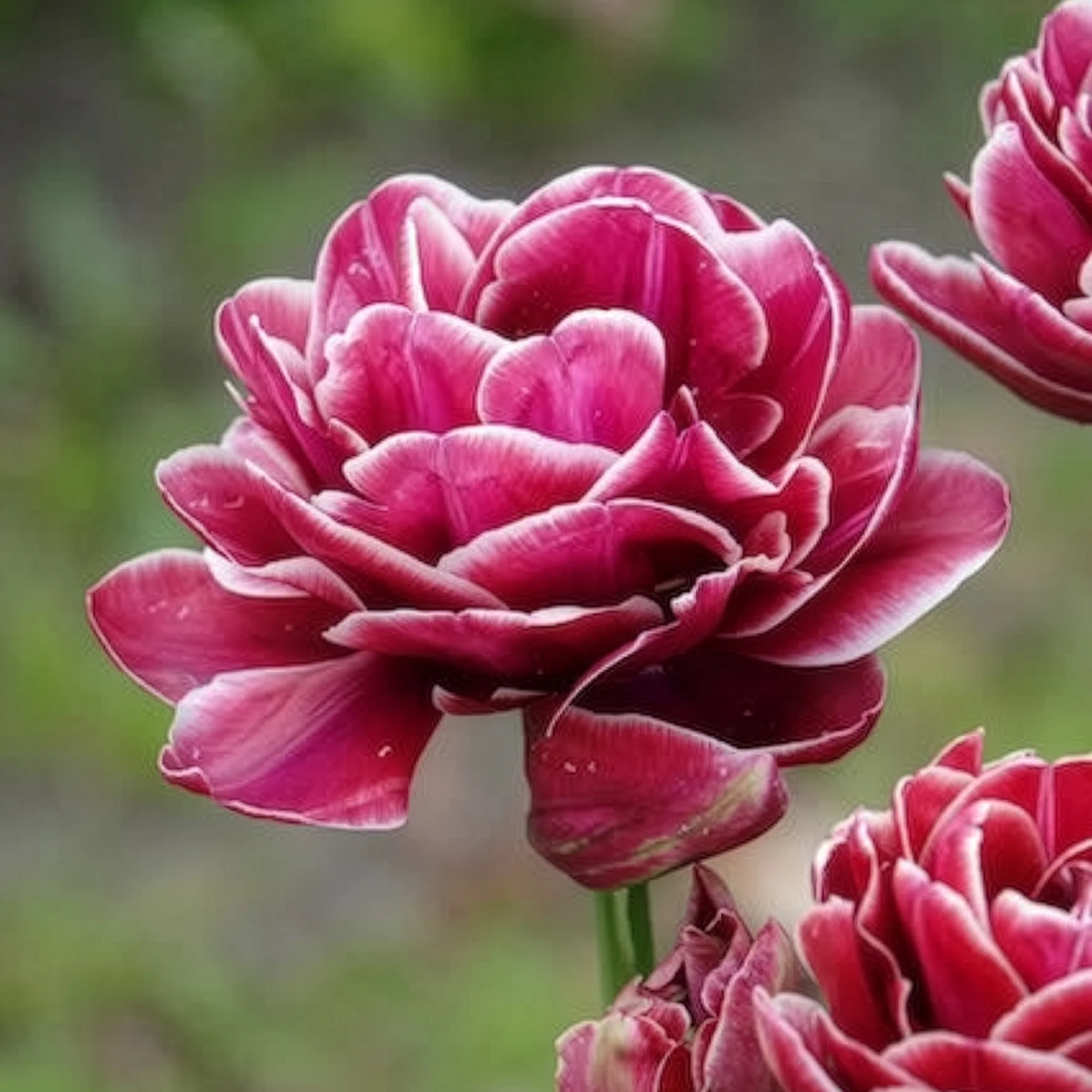 Dubbelbloemige tulp 'Dream Touch' (x7) - Image 9