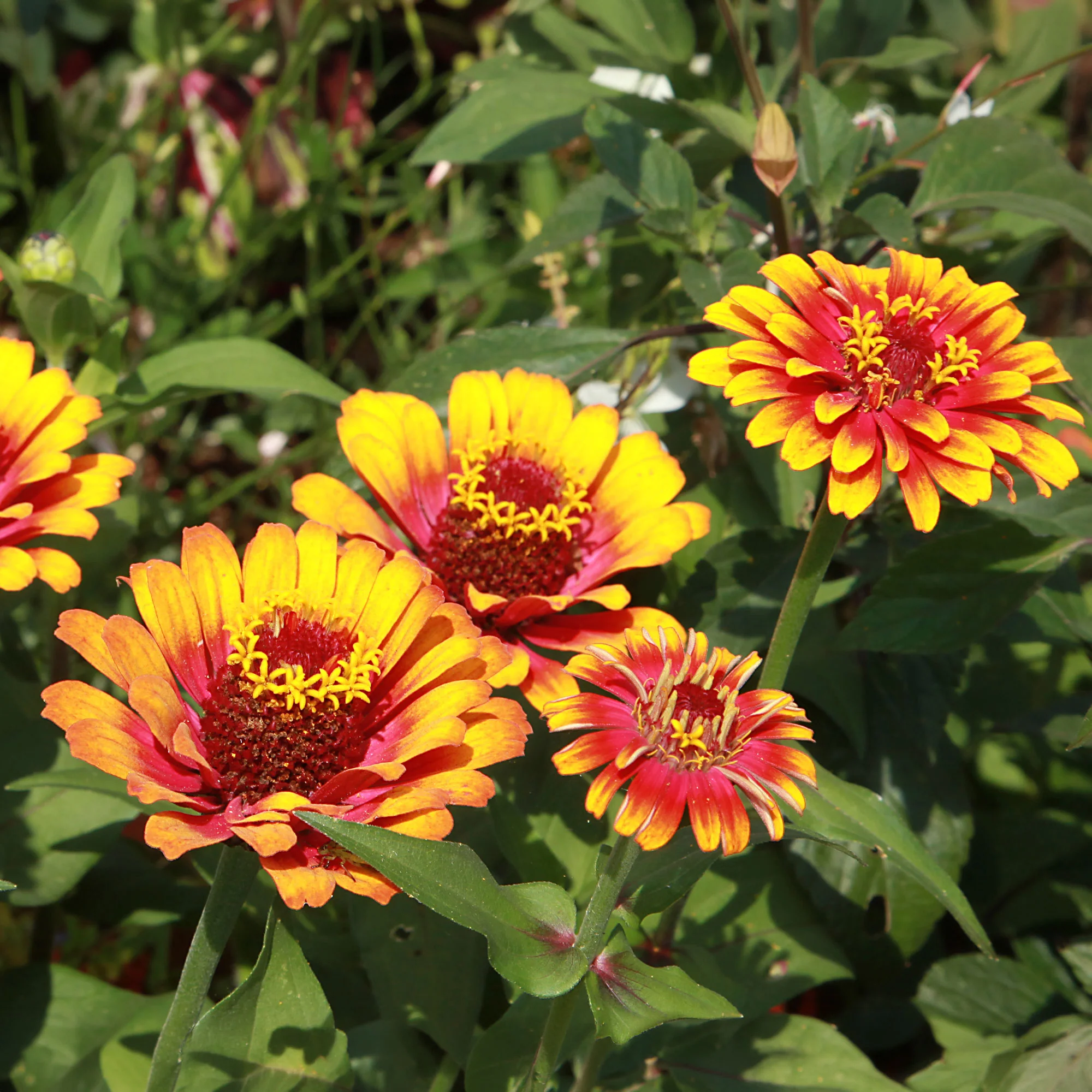 Dubbelbloemige Zinnia Mix 'Caroussel' - Image 2