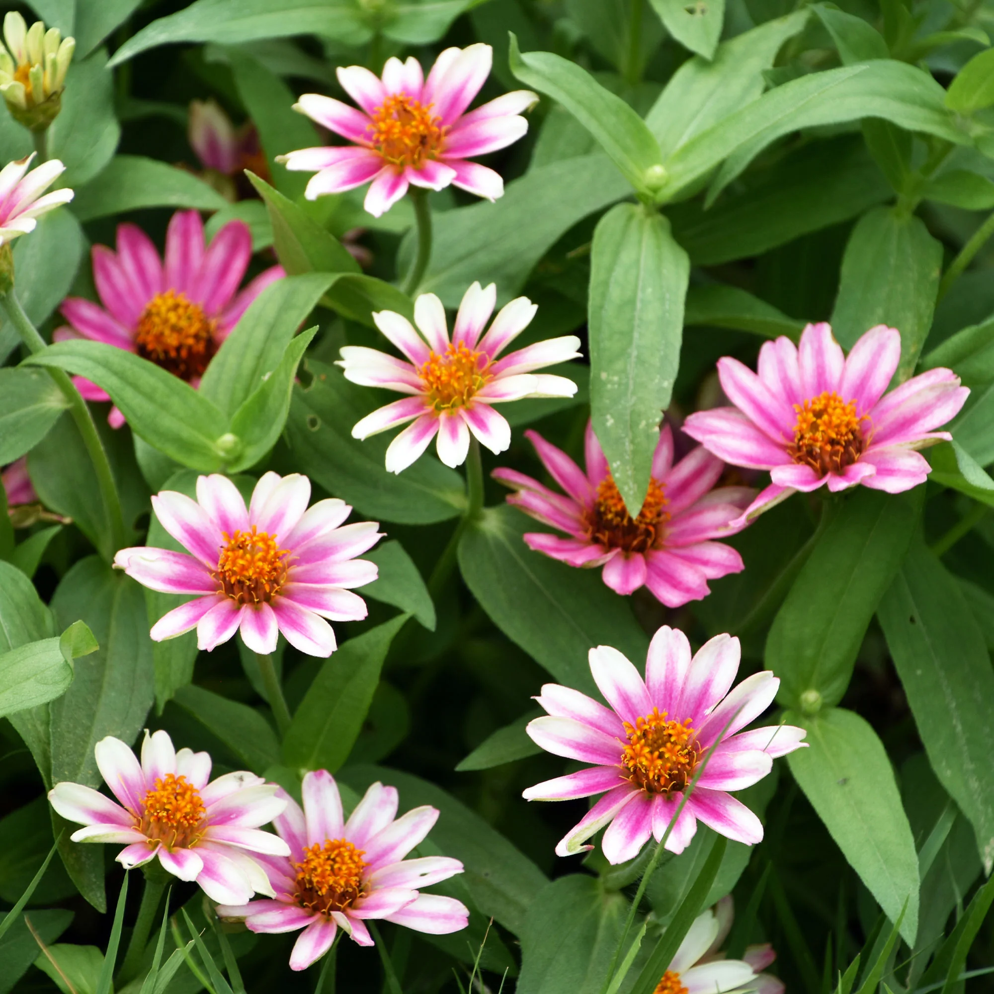Dubbelbloemige Zinnia Mix 'Caroussel' - Image 4
