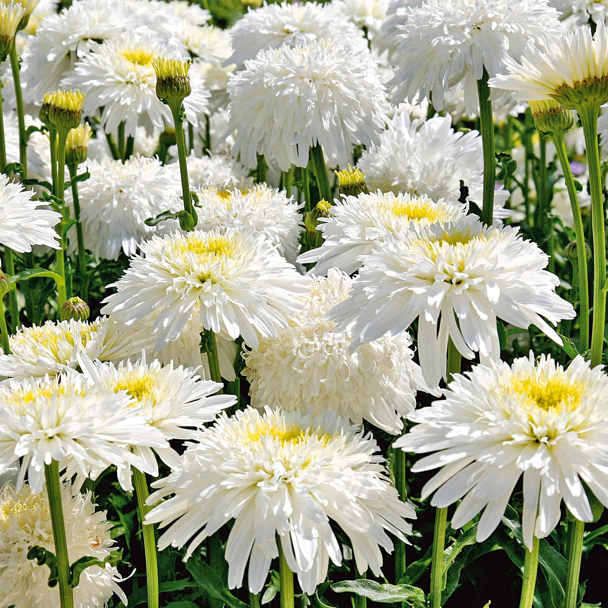 Dubbele margriet 'Fiona Goghill' (x3)