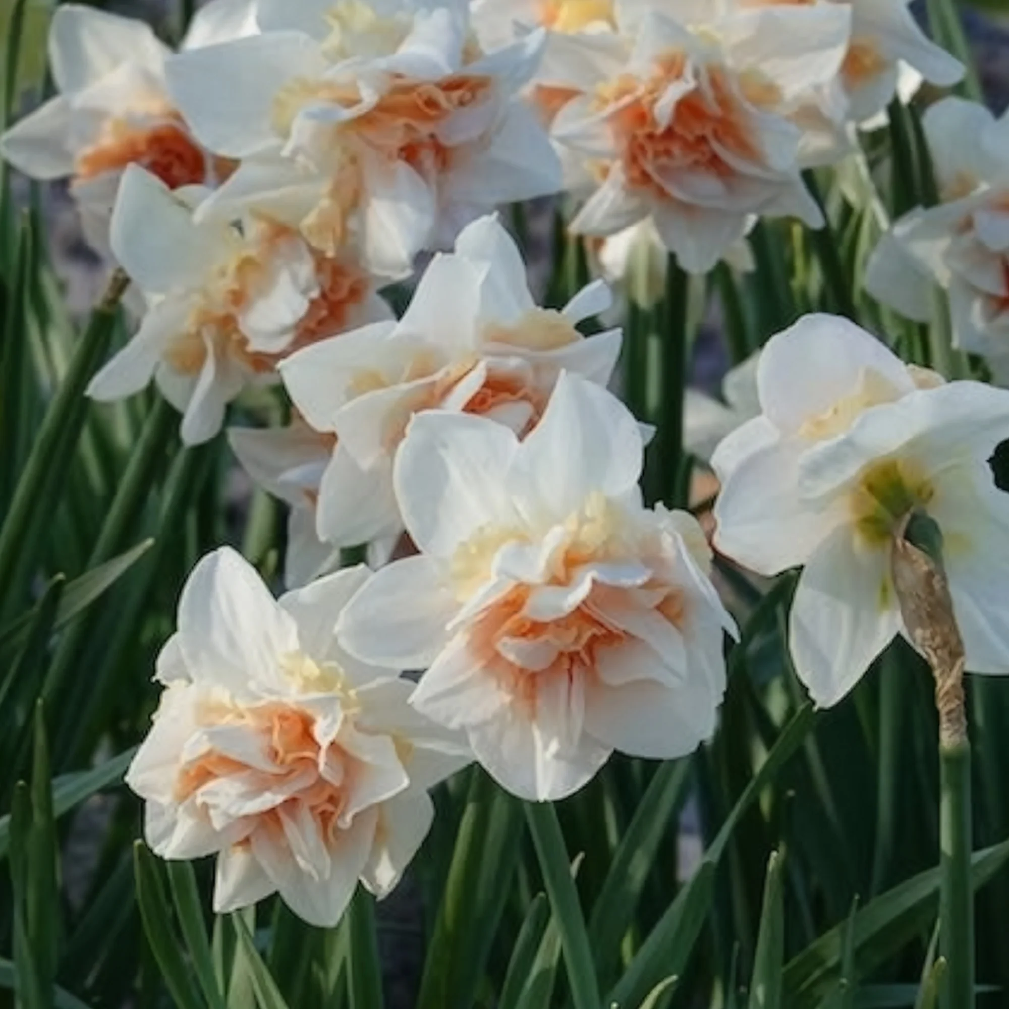 Dubbele Narcissen 'Replete' (x10) - Image 10