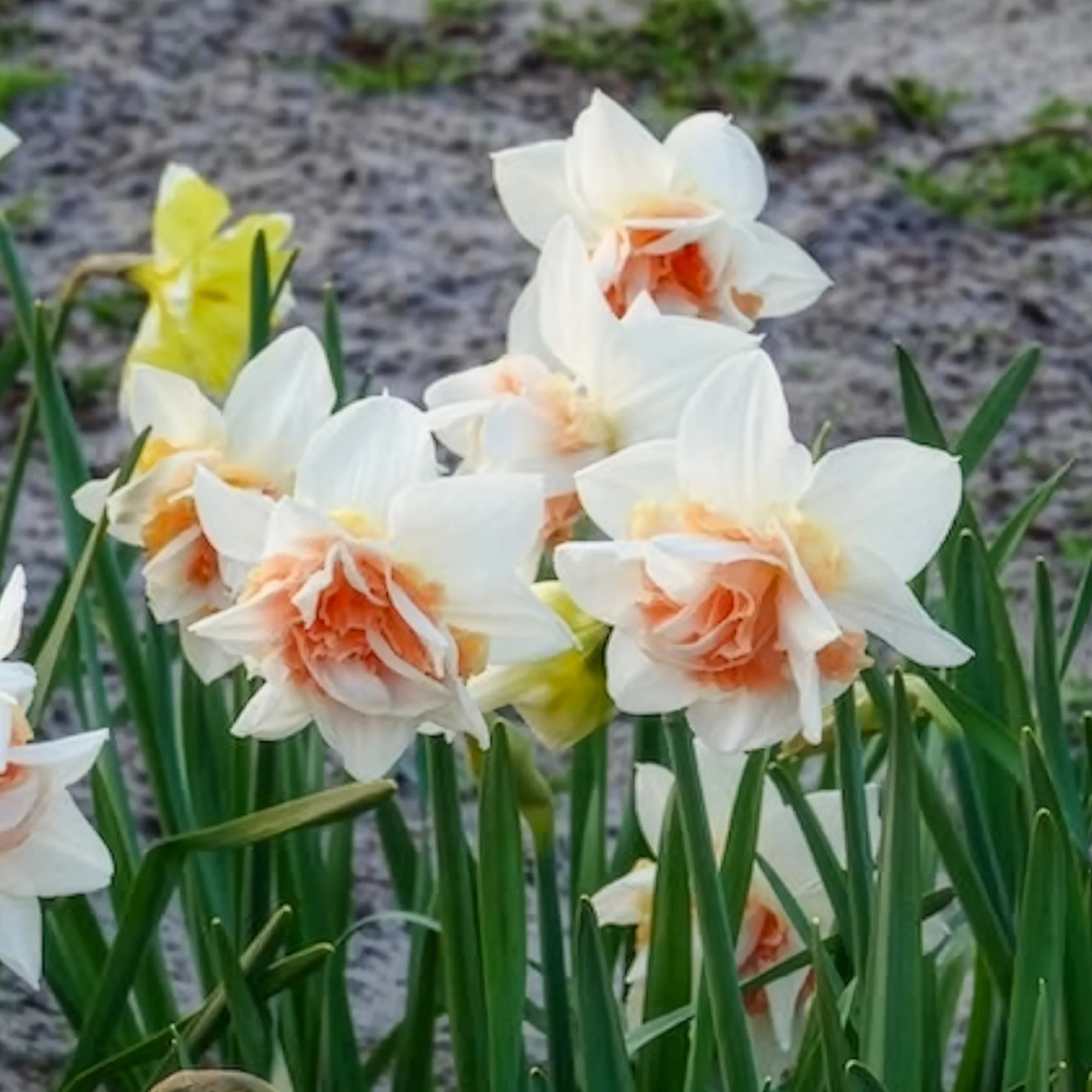 Dubbele Narcissen 'Replete' (x10) - Image 11