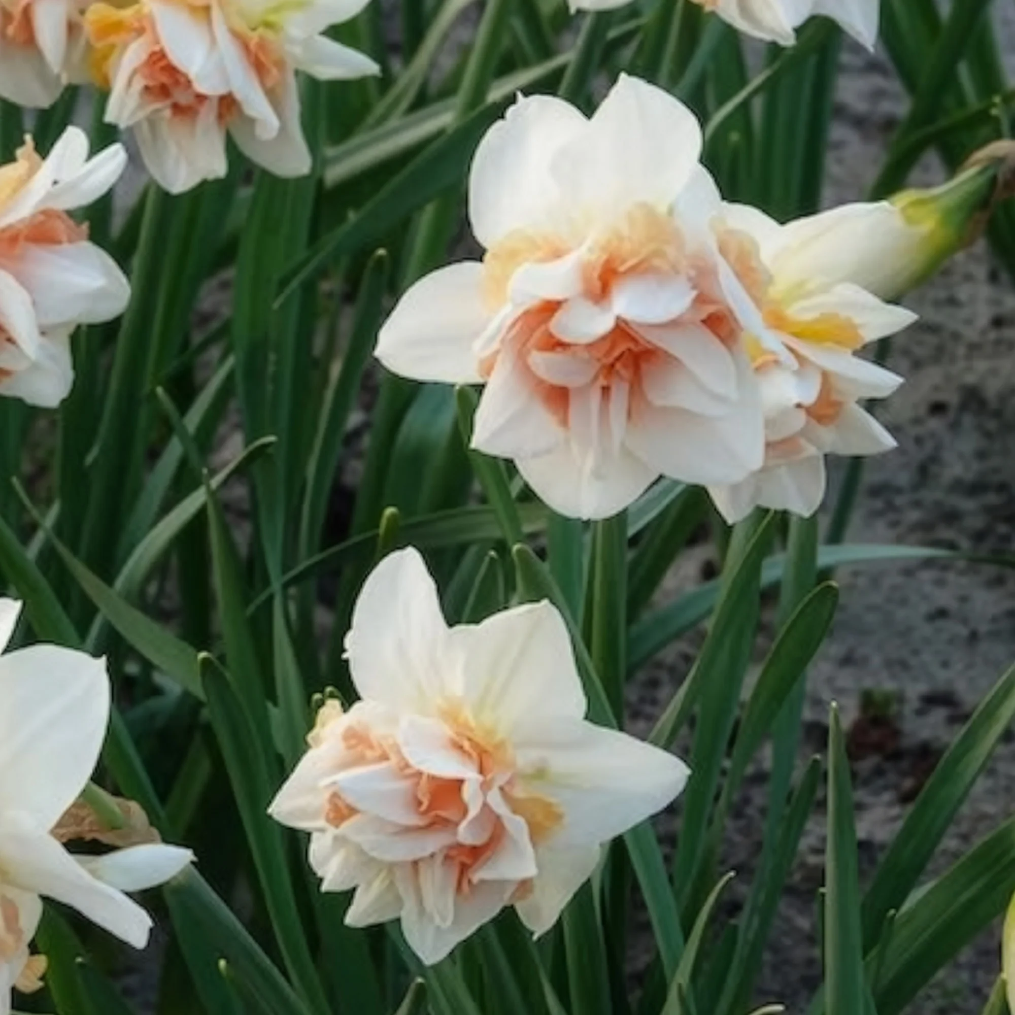Dubbele Narcissen 'Replete' (x10) - Image 13