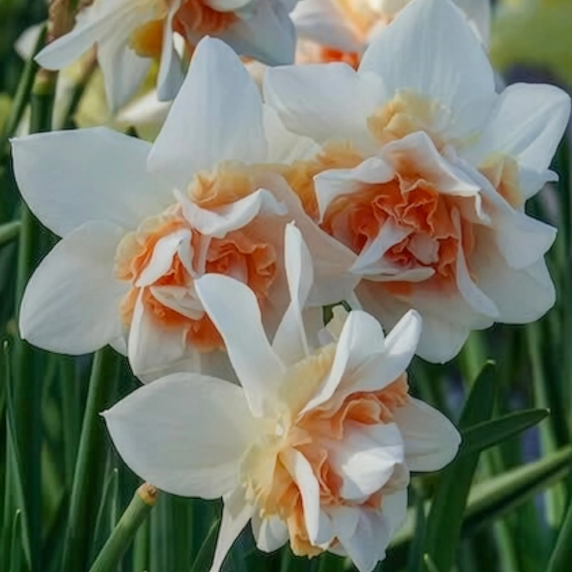 Dubbele Narcissen 'Replete' (x10) - Image 2