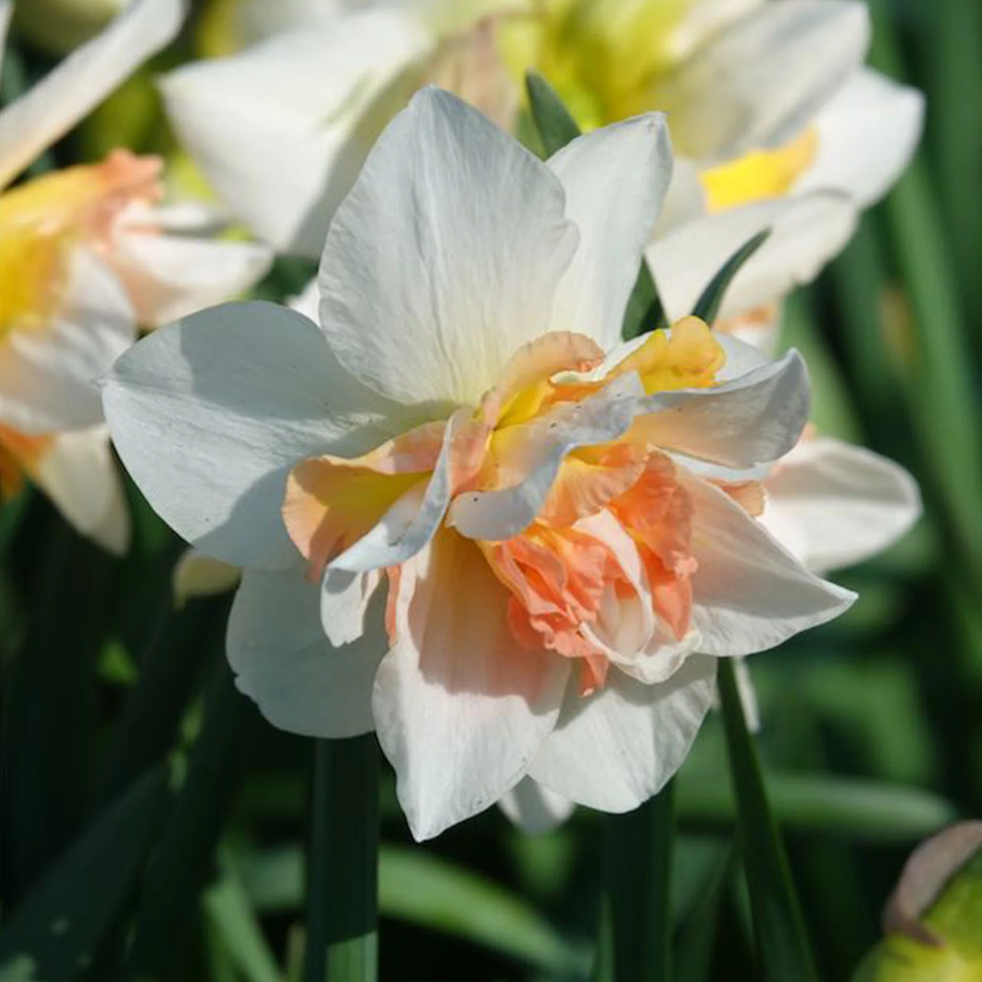 Dubbele Narcissen 'Replete' (x10) - Image 3