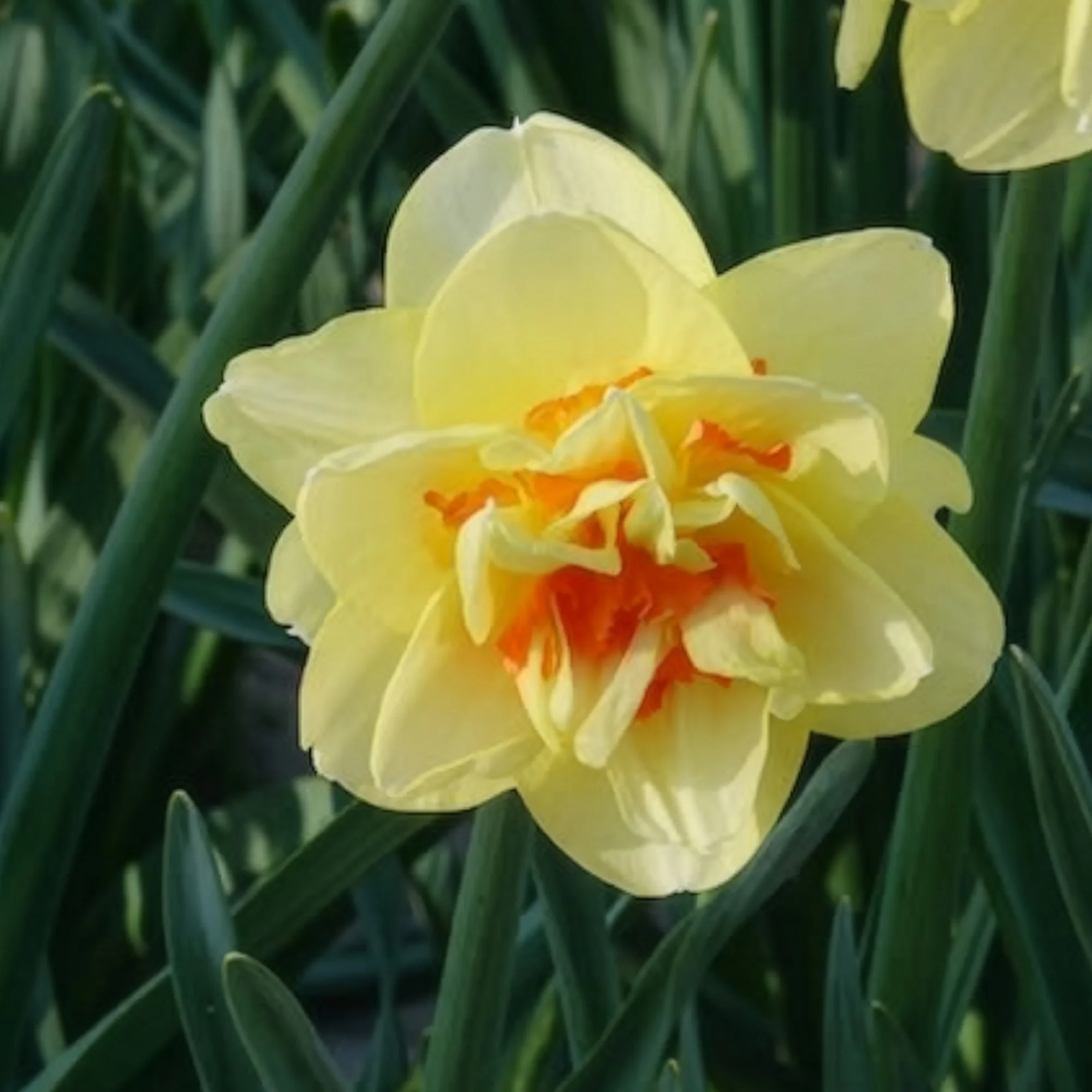 Dubbele Narcissen 'Tahiti' (x10) - Image 7