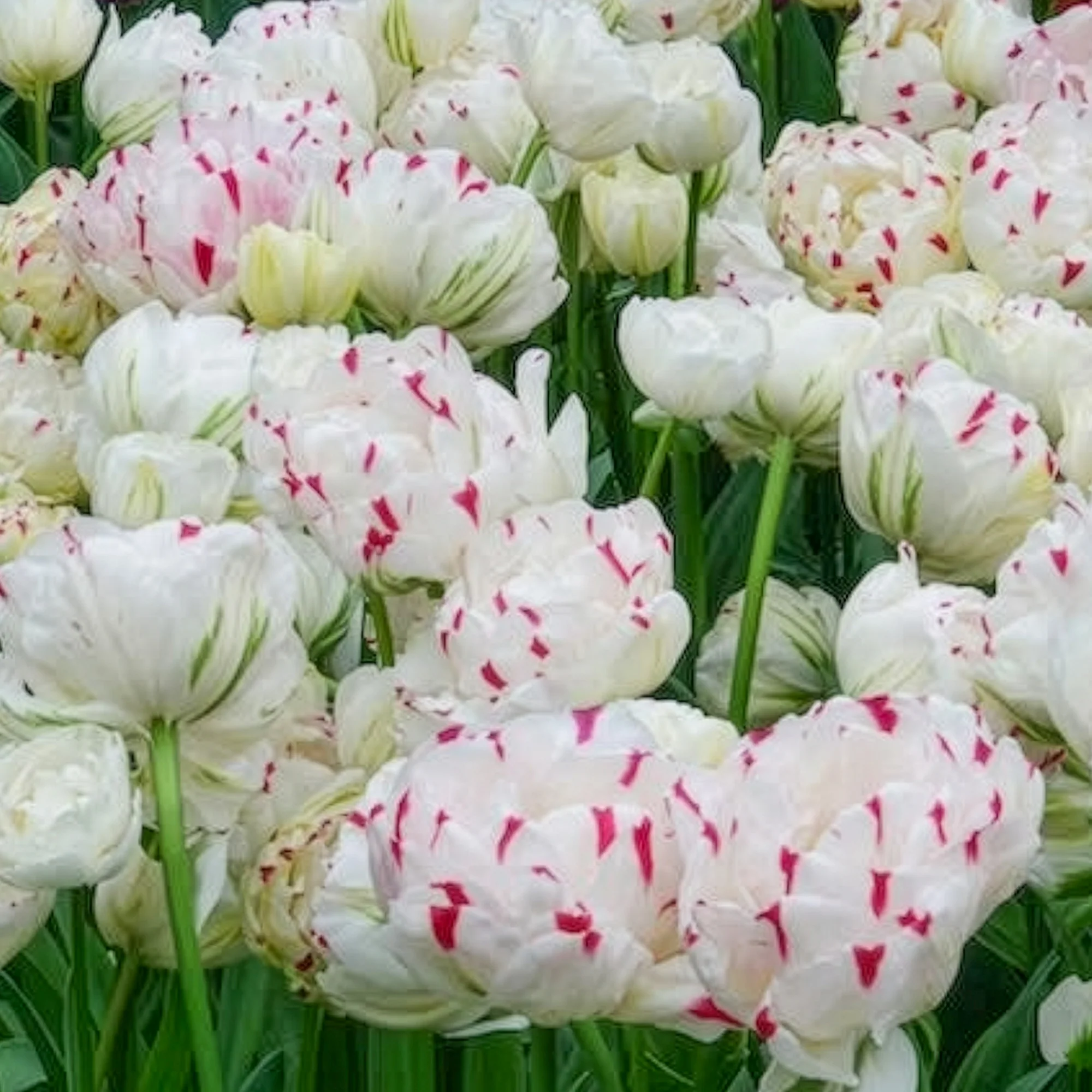 Dubbele tulpen Dance line - Image 4