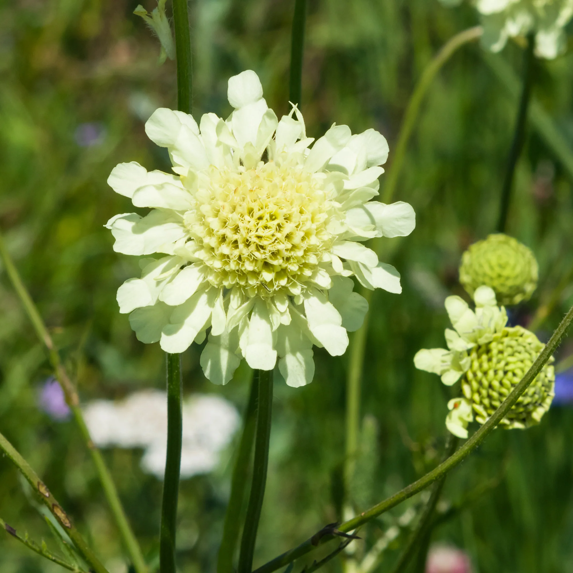 Duifkruid ochroleuca - Image 4