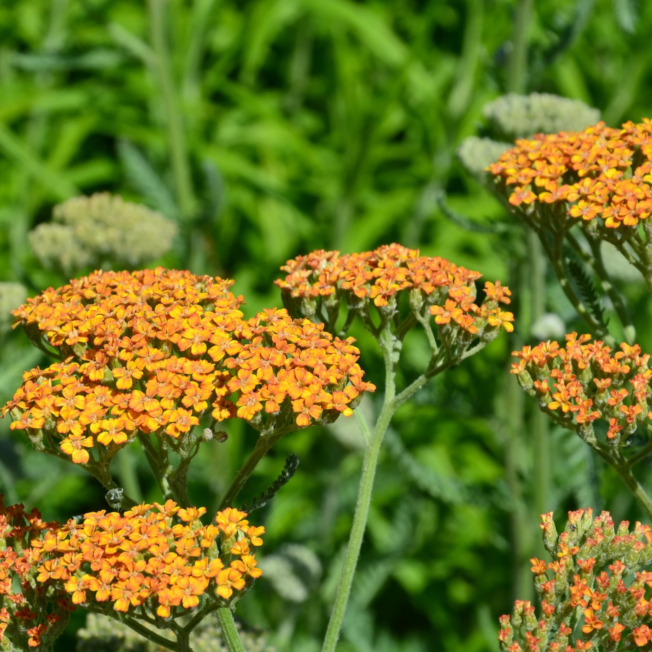 Duizendblad 'Terracotta'