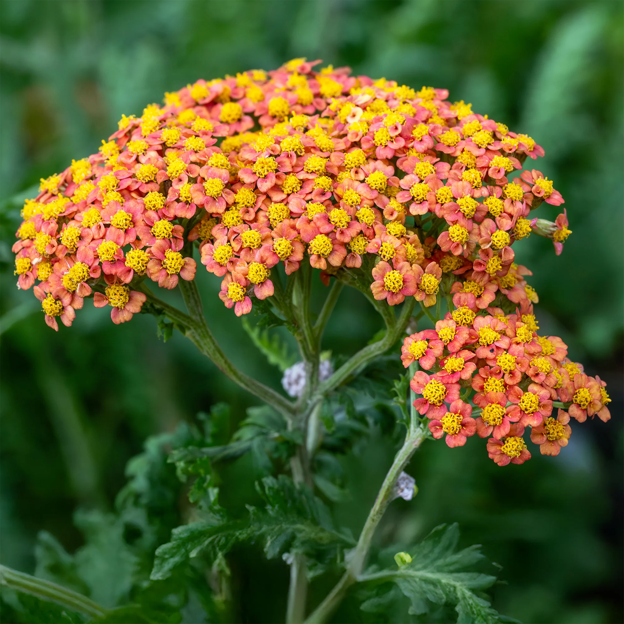 Duizendblad 'Walter Funcke'