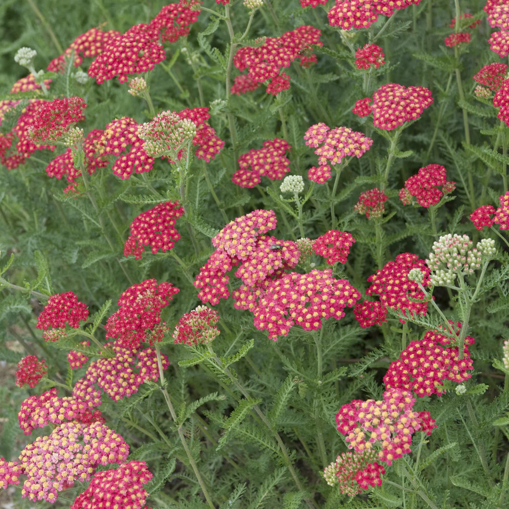 Duizendblad Cerise Queen - Image 3