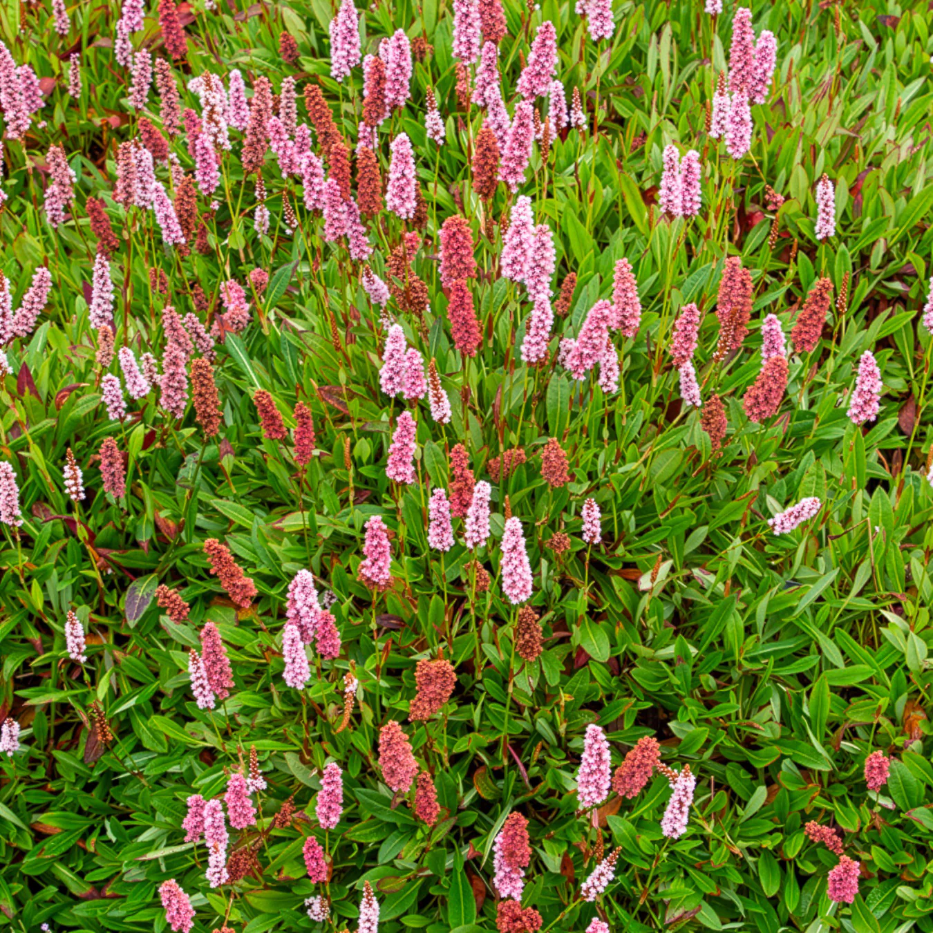 Duizendknooop Darjeeling Red - Image 2