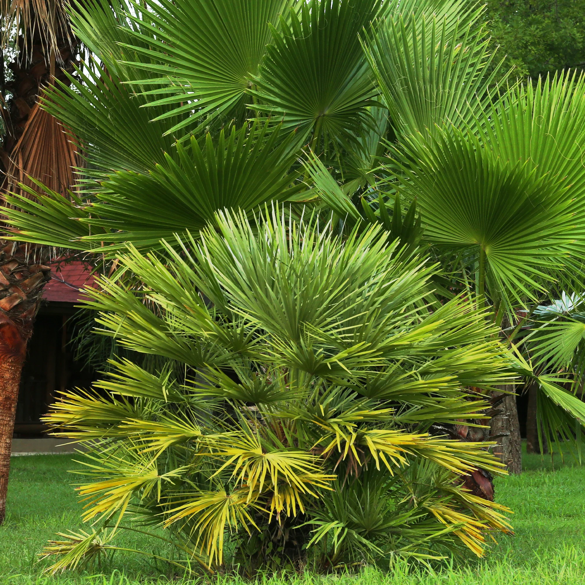 Dwerg sabal - Dwerg waaierpalm