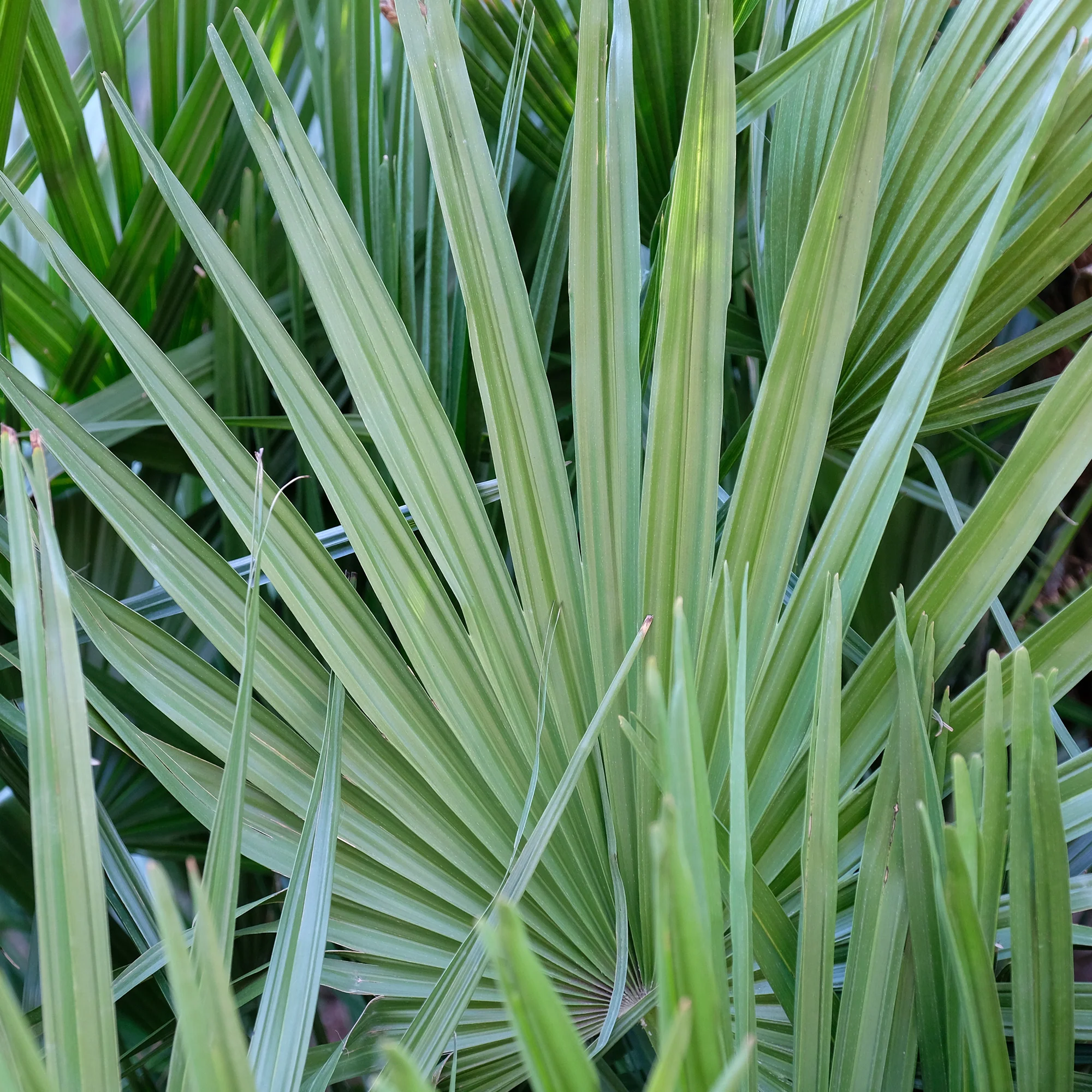 Dwerg sabal - Dwerg waaierpalm - Image 2