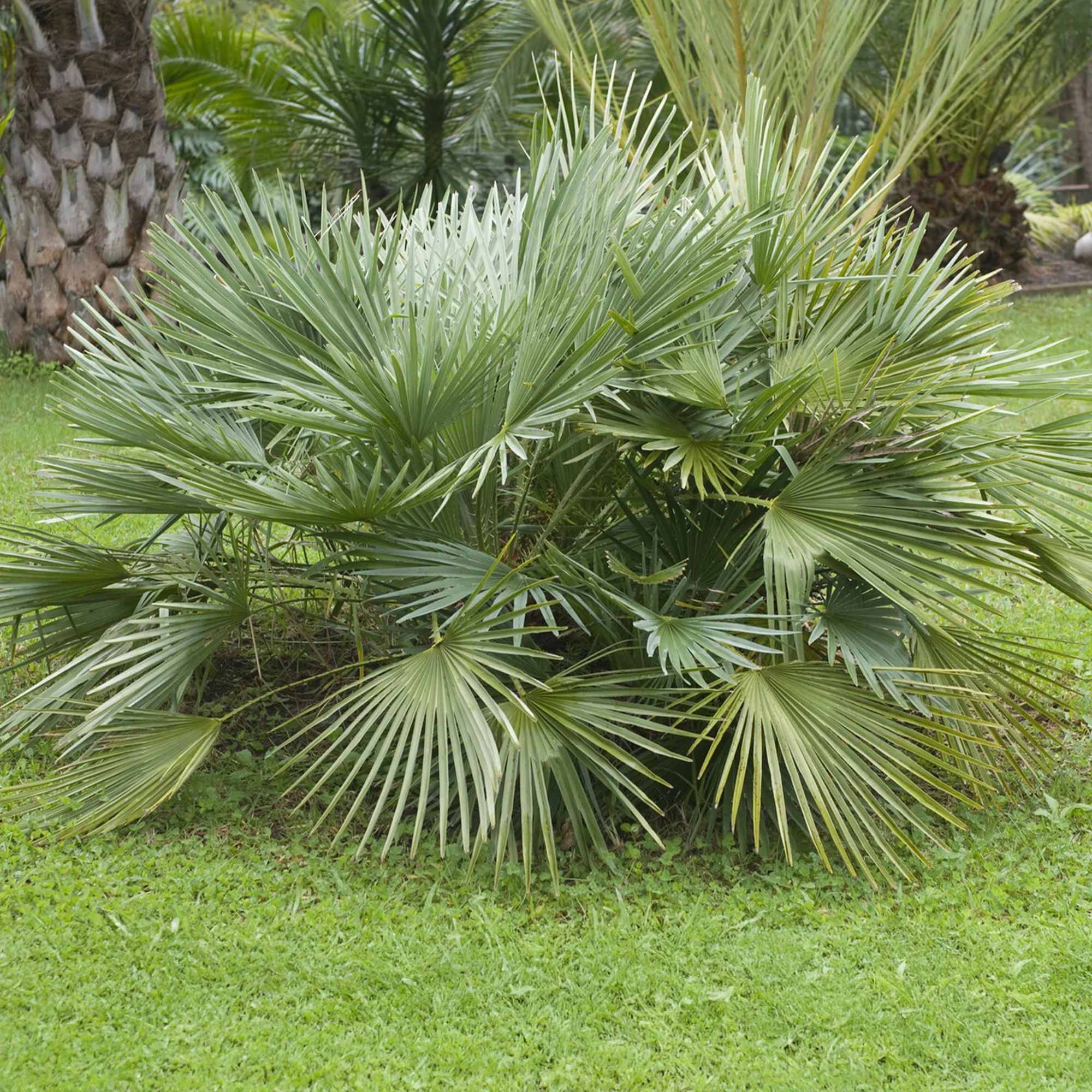 Dwerg sabal - Dwerg waaierpalm - Image 3