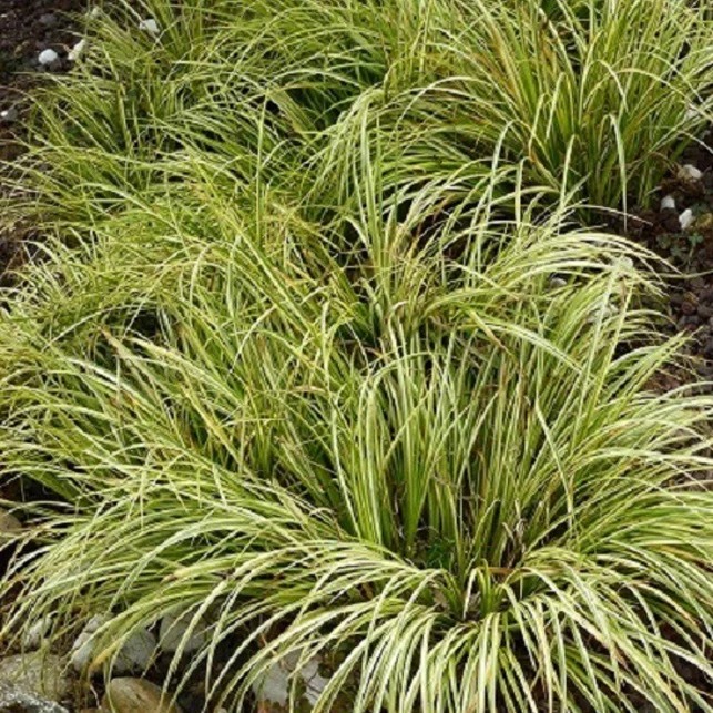 Miniatuur 2