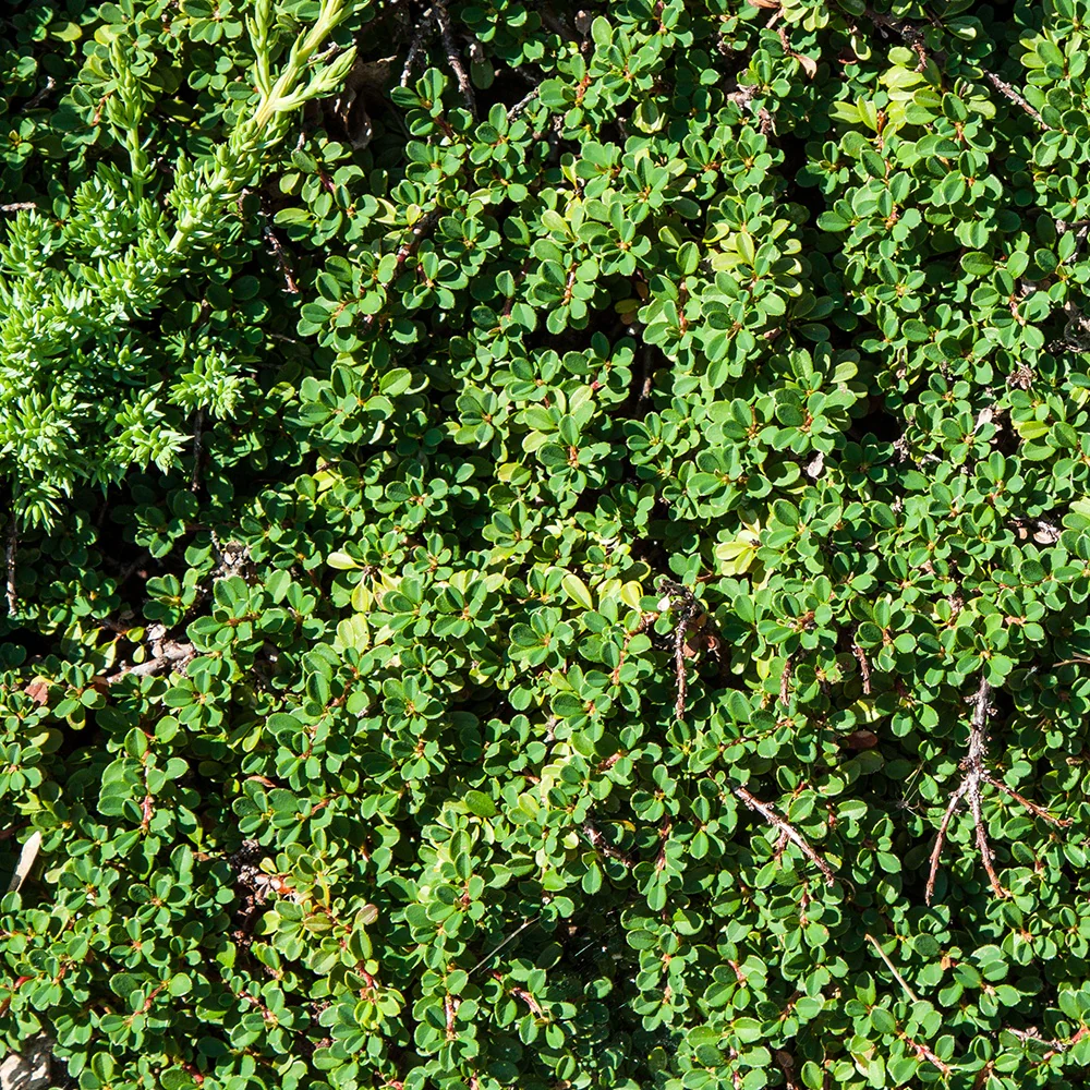 Dwergmispel 'Major' - Image 2