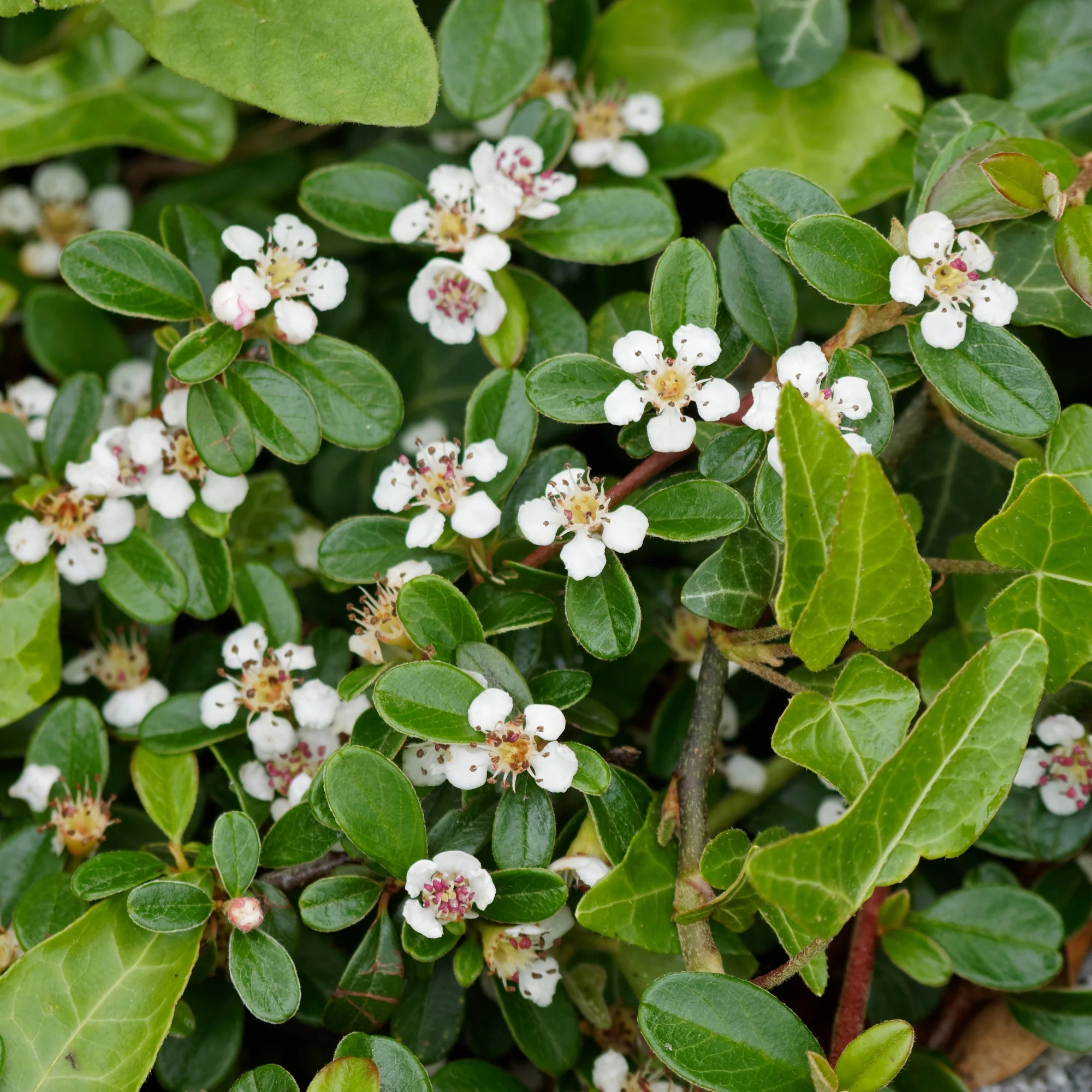 Dwergmispel 'Major' - Image 4