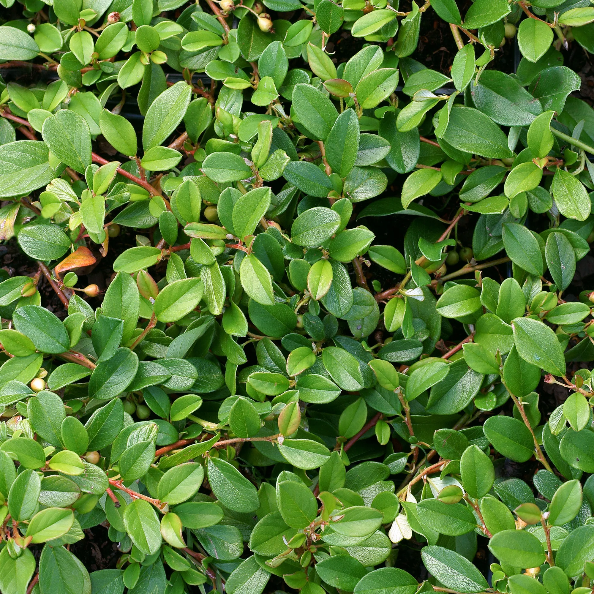 Dwergmispel 'Major' - Image 6