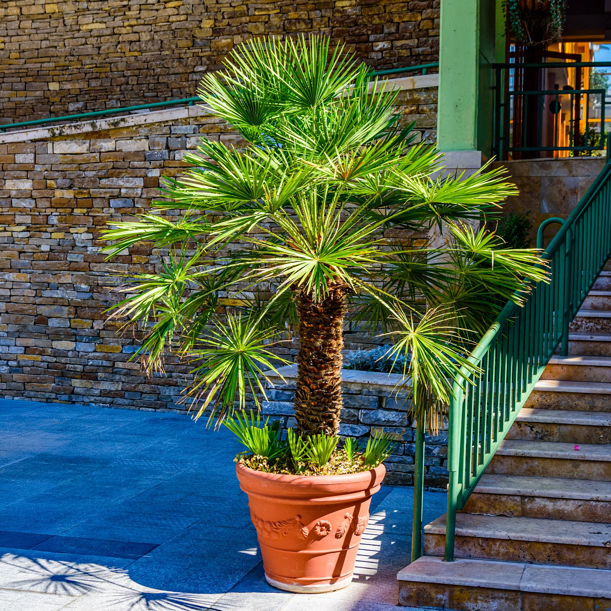 Dwergpalm Vulcano - Image 5