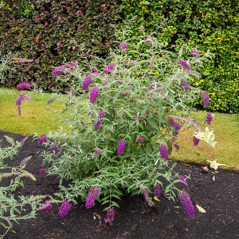 Dwergvlinderstruik Nanho Purple
