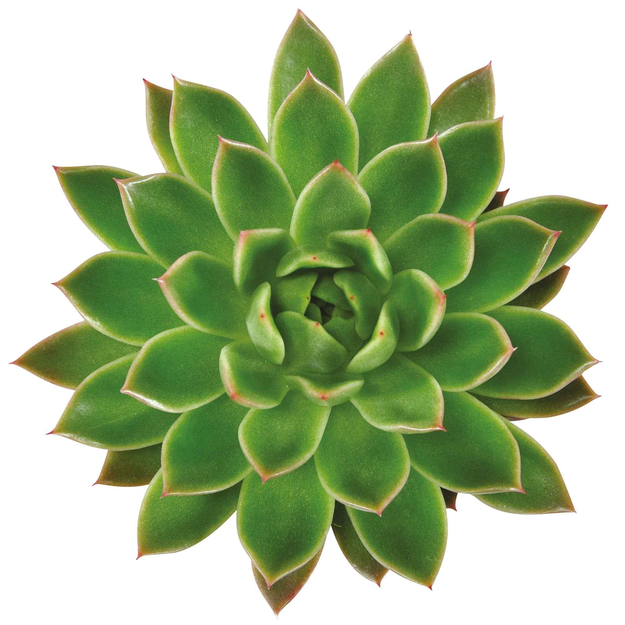 Echeveria