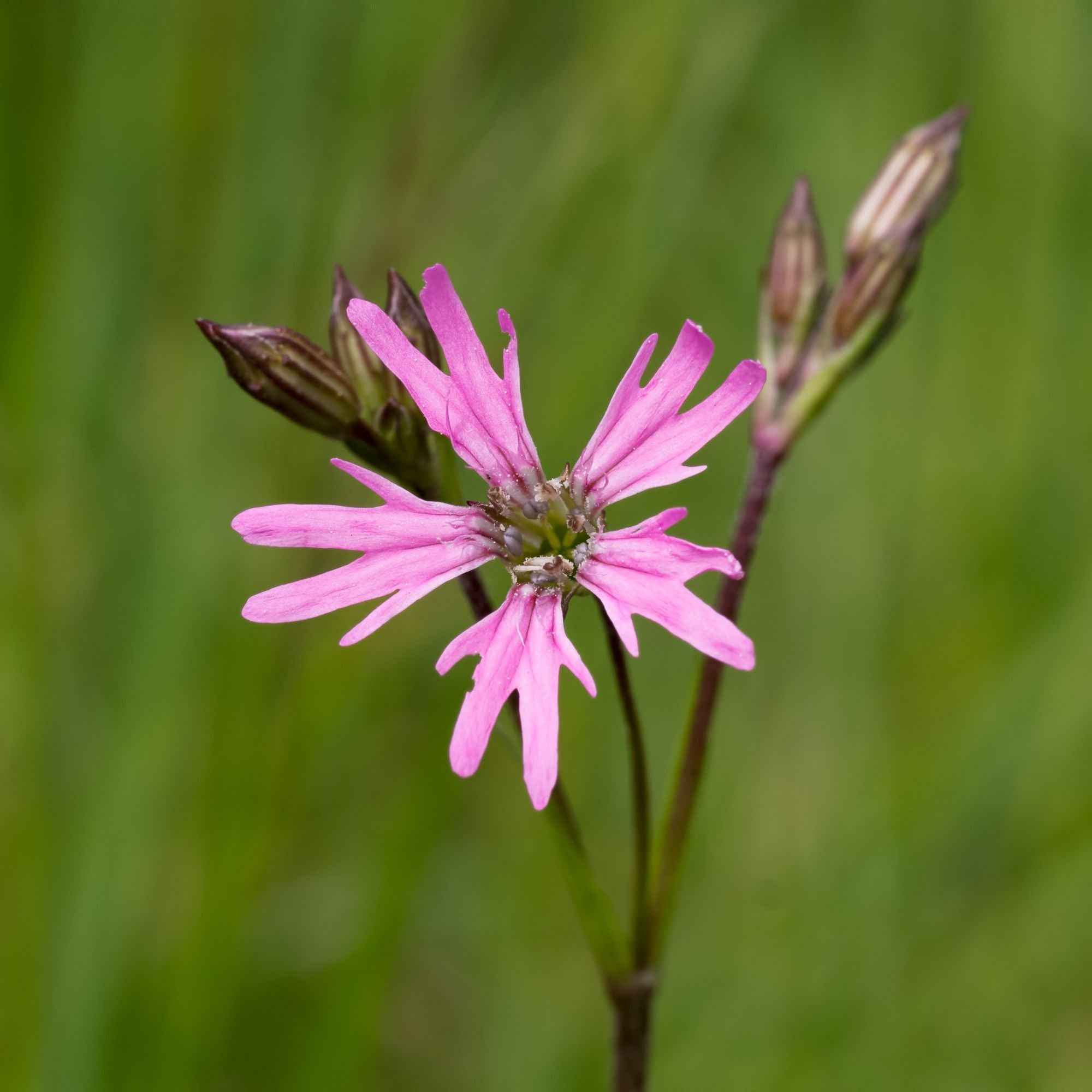 Echte koekoeksbloem - Image 2