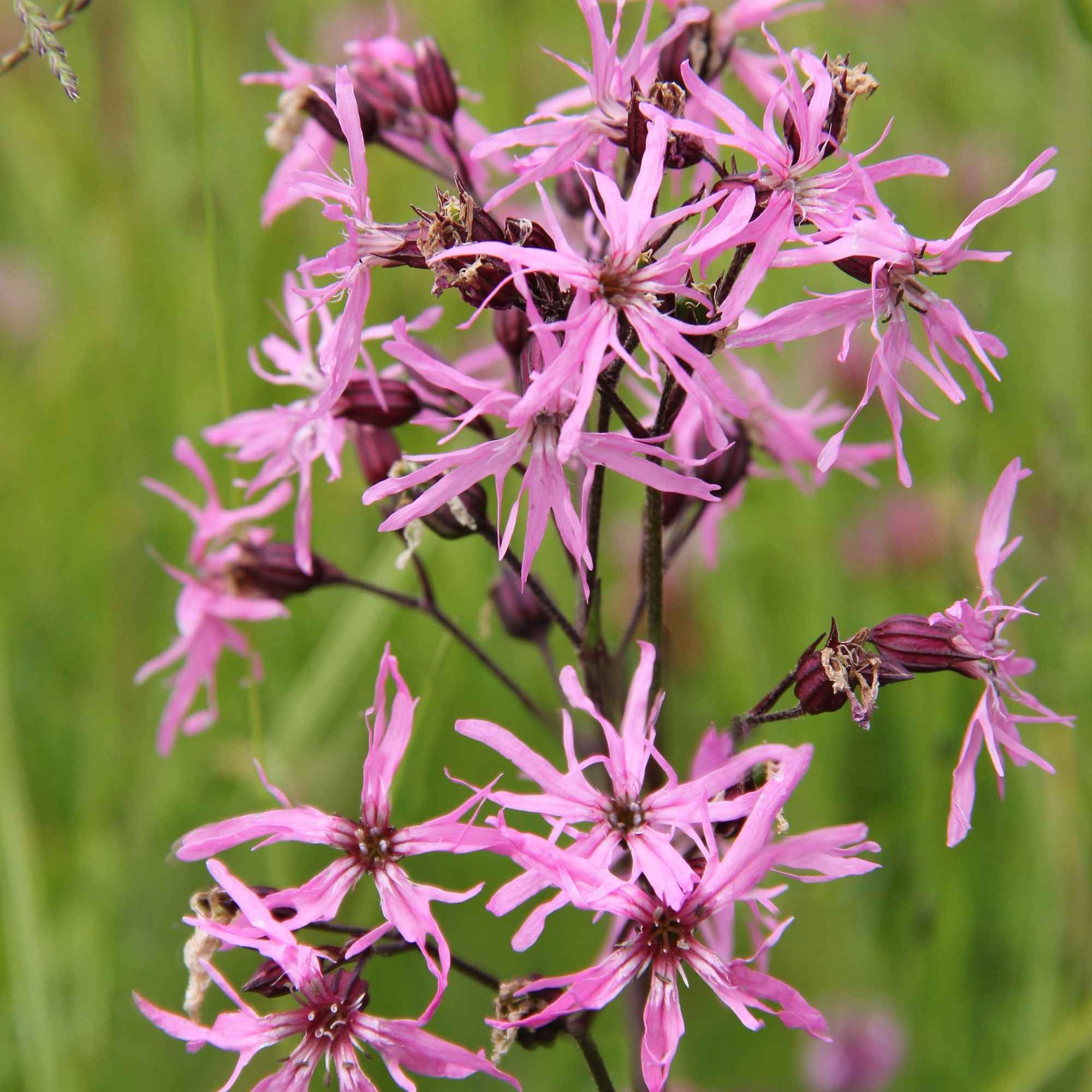 Echte koekoeksbloem (x3)