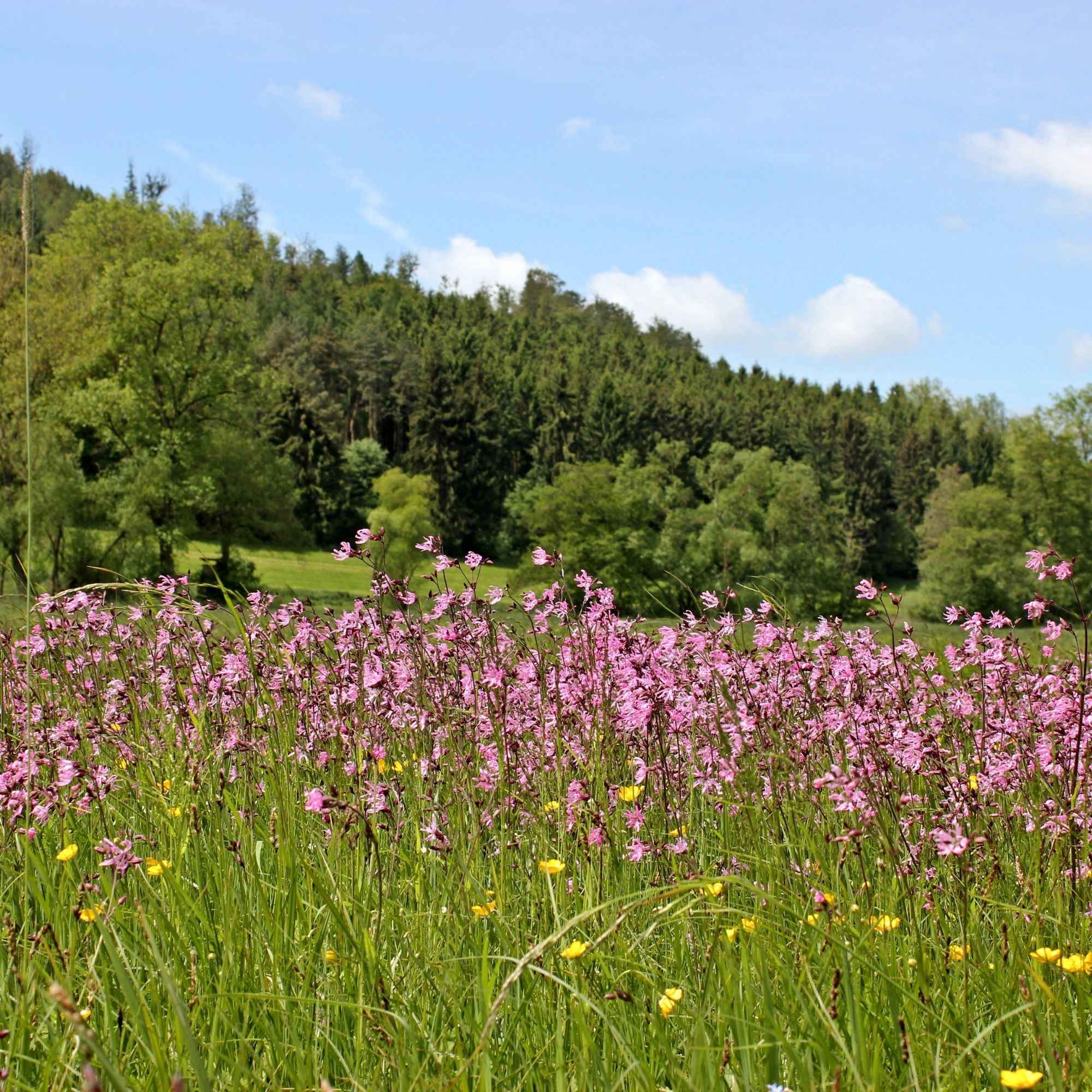 Echte koekoeksbloem (x3) - Image 3