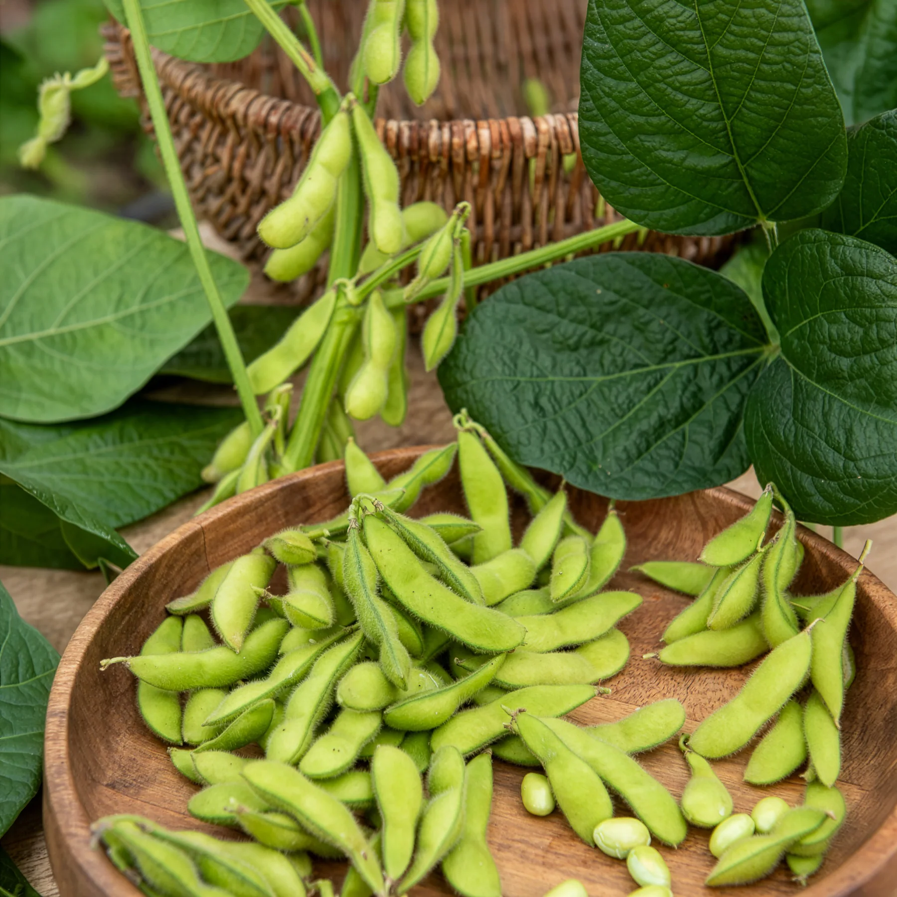 Edamame boon - Image 2