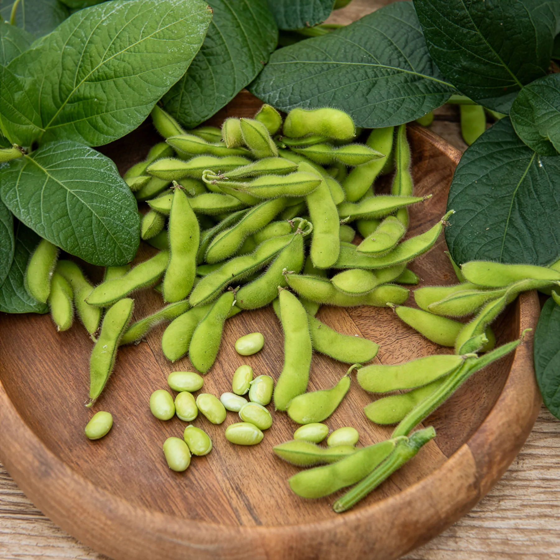 Edamame boon - Image 3