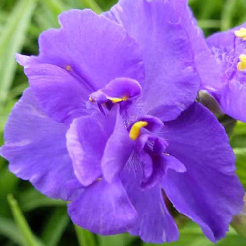 Eéndagsbloem Zwanenburg