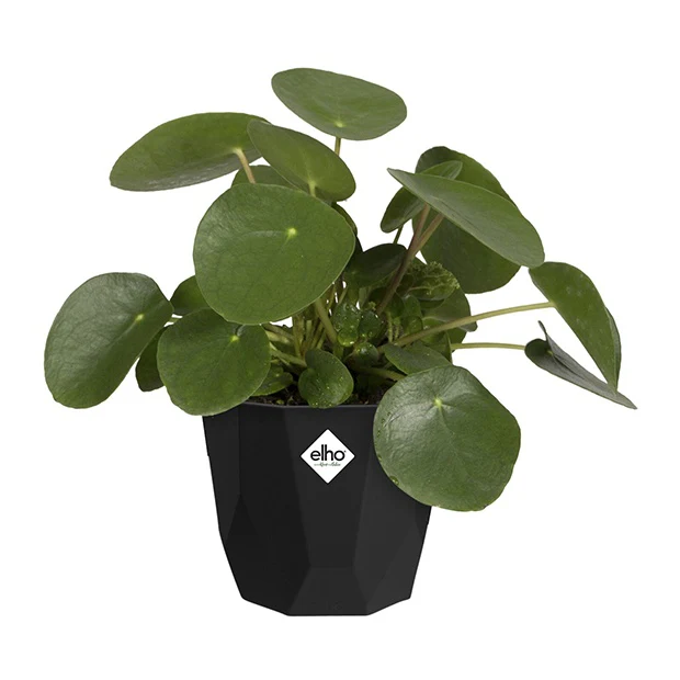 Elho Bloempot B for rock - living black - Image 3