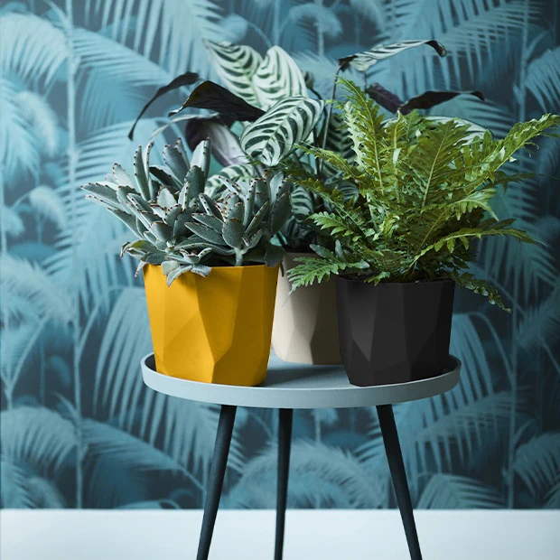 Elho Bloempot B for rock - living black - Image 6