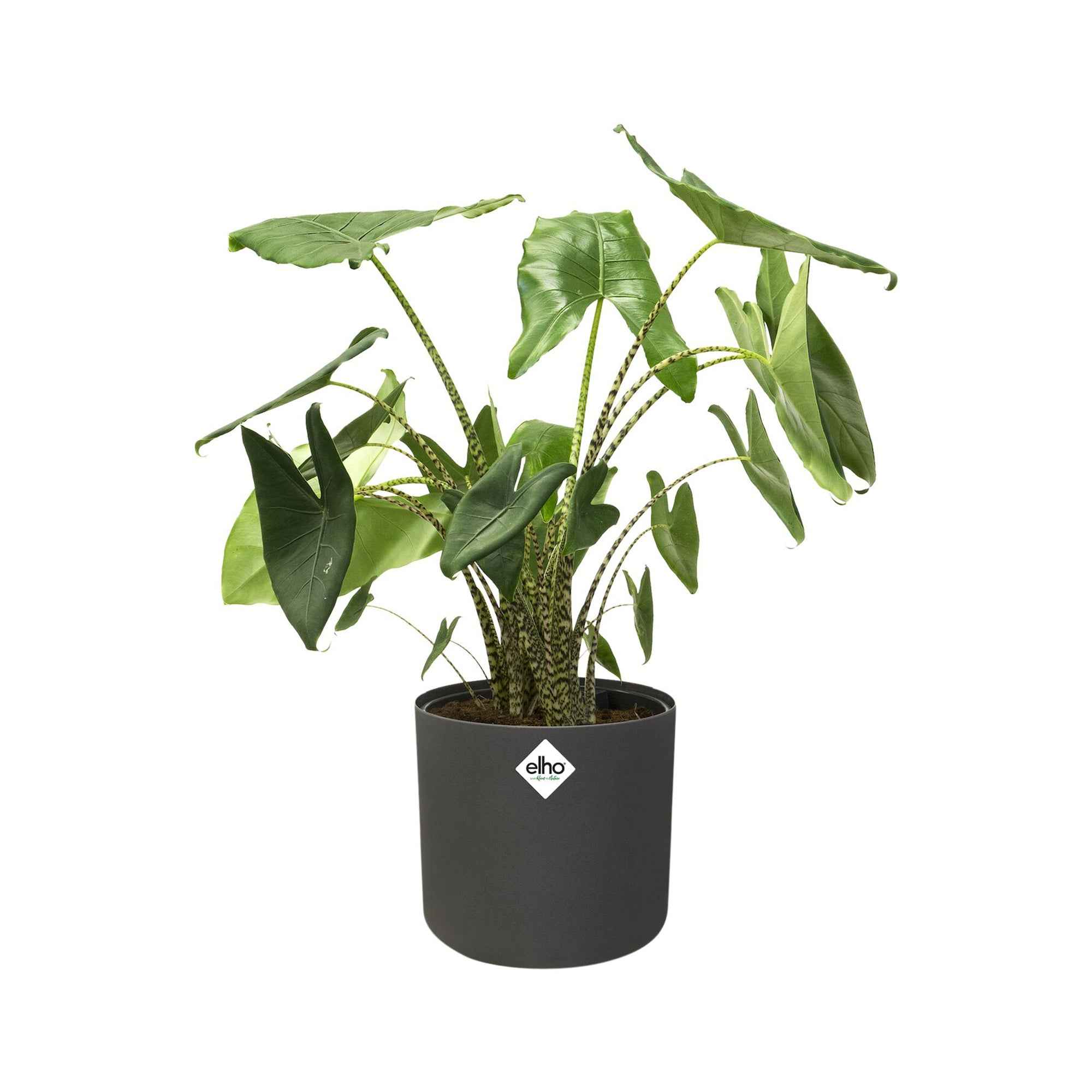 Elho bloempot B.for soft rond antraciet - Binnenpot - Image 3