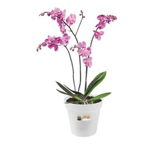 Elho Bloempot orchidee - Image 3