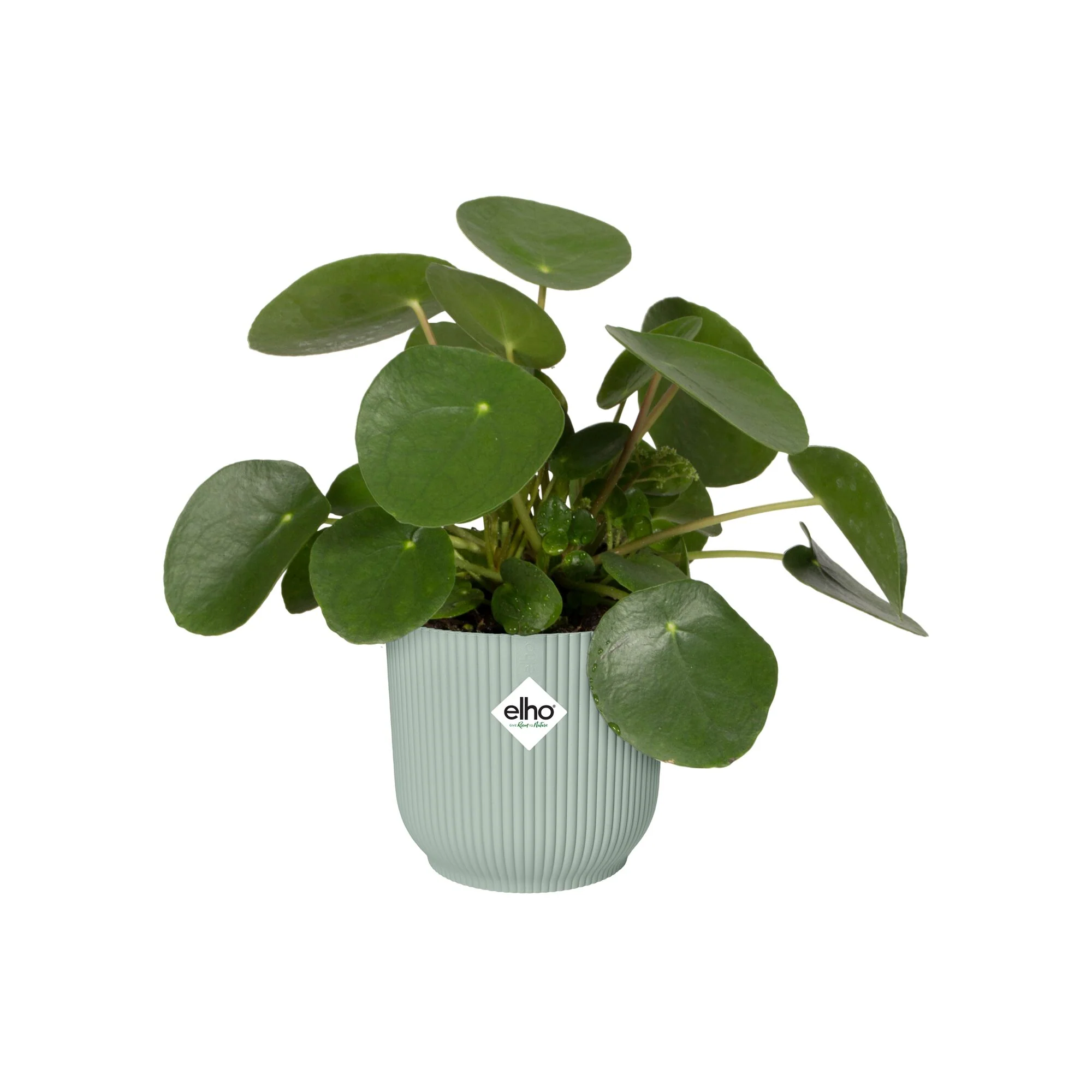 Miniatuur 2