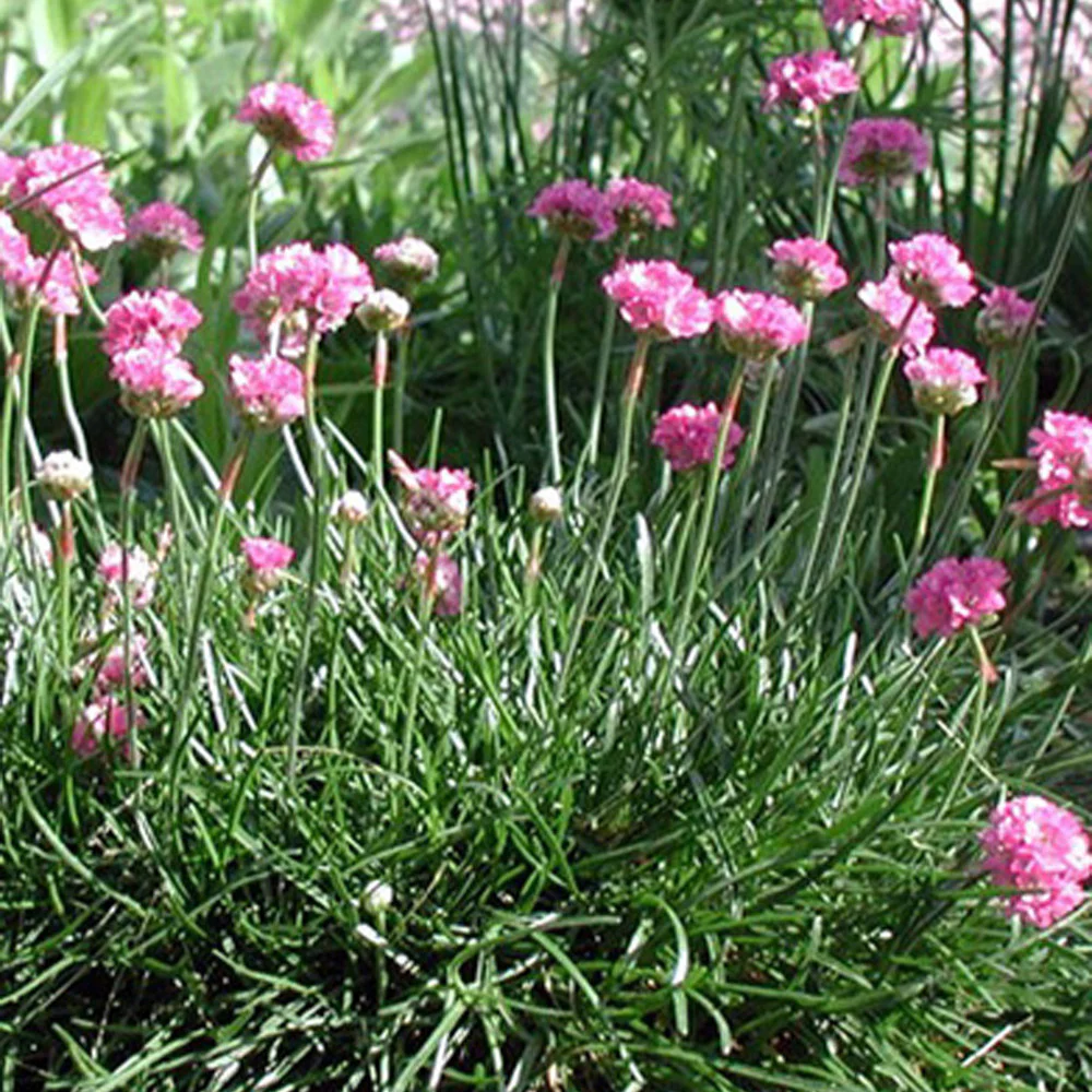 Engels gras 'Splendens' - Image 2