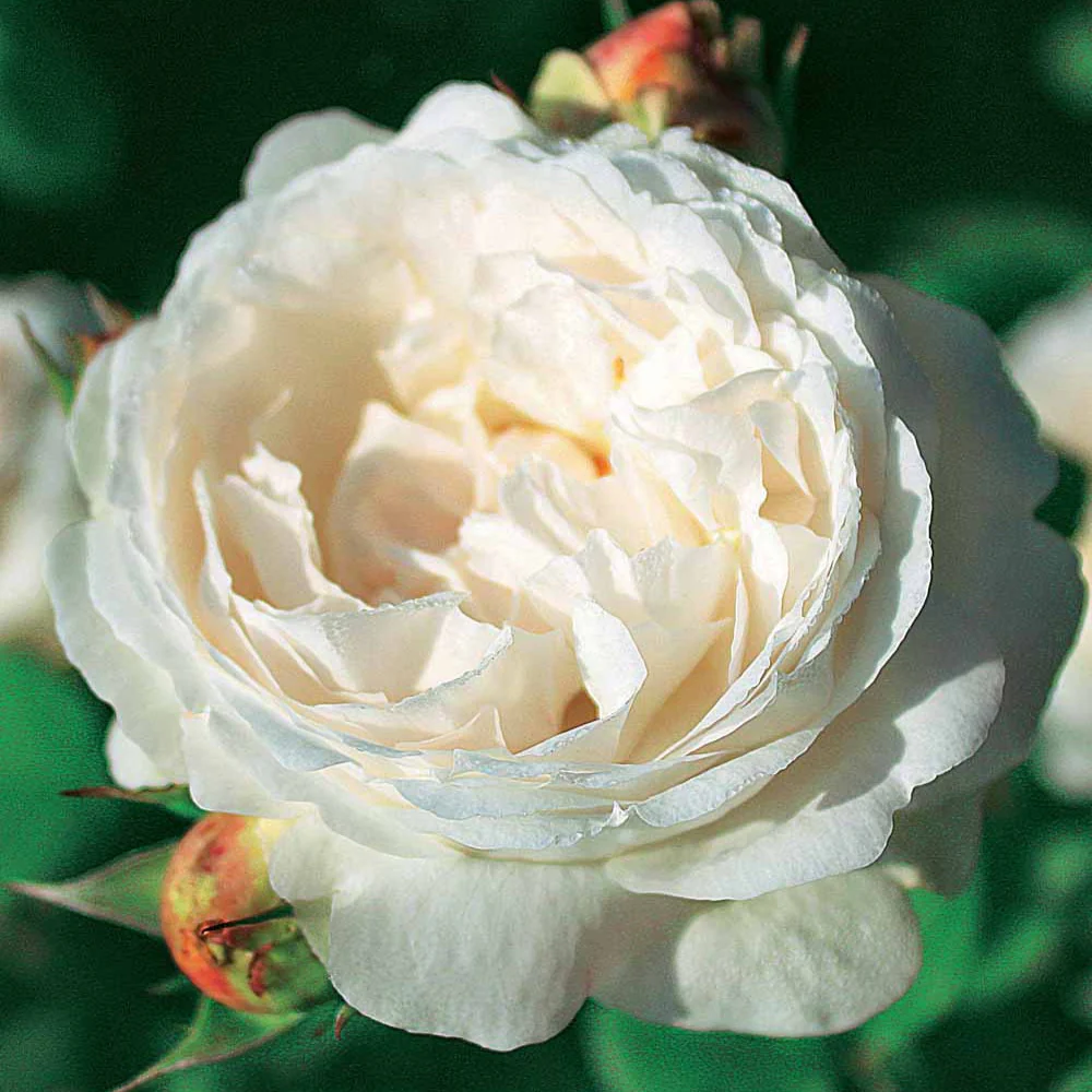 Engelse roos 'Auscat'