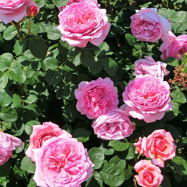 Engelse roos Mix 'Her's Ausgreen'® + 'Ausgreens Winne' (x2) - Image 2