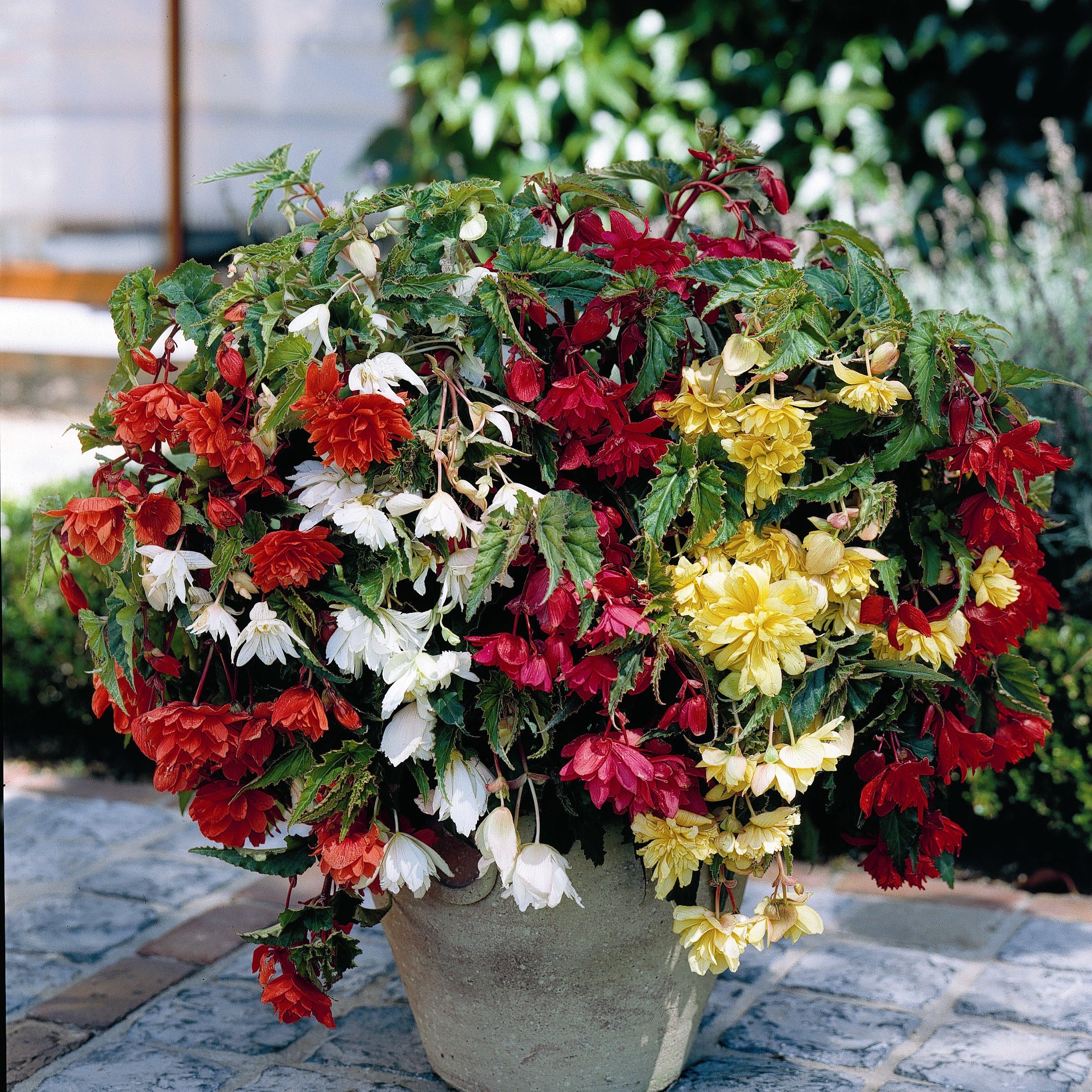 Enkelbloemige begonia Mix - Image 3