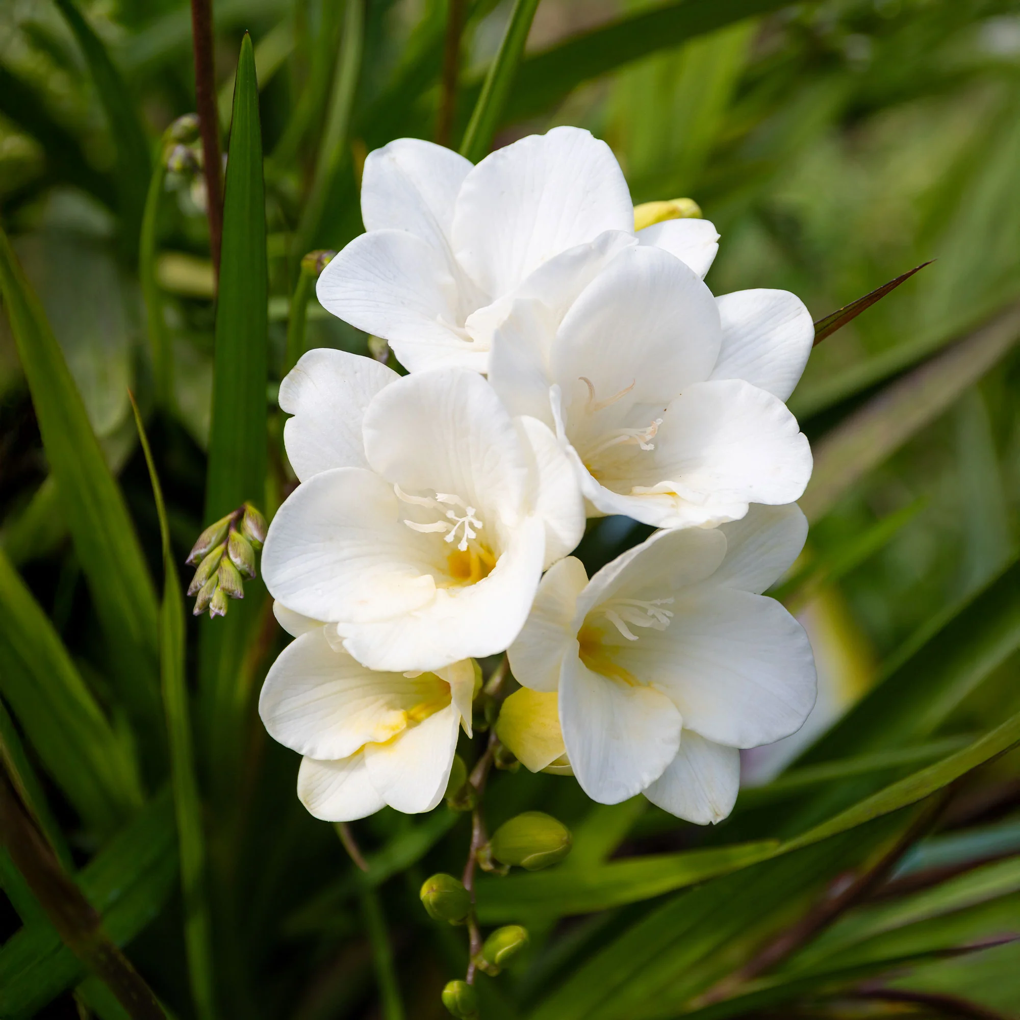 Enkele Witte Freesia - Image 3