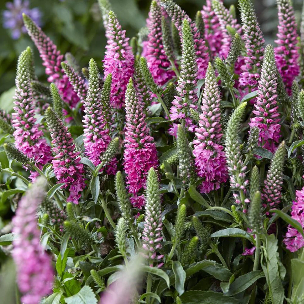Miniatuur 2