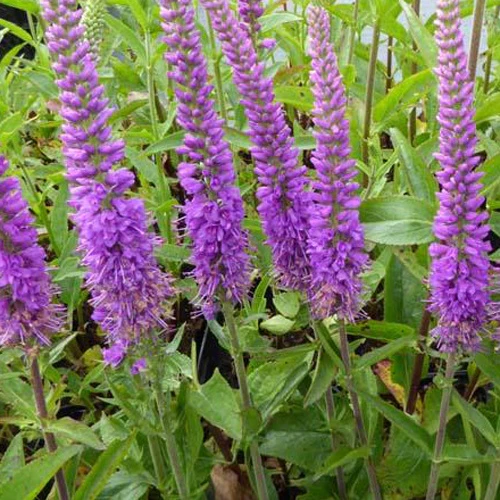 Ereprijs Purpleicious