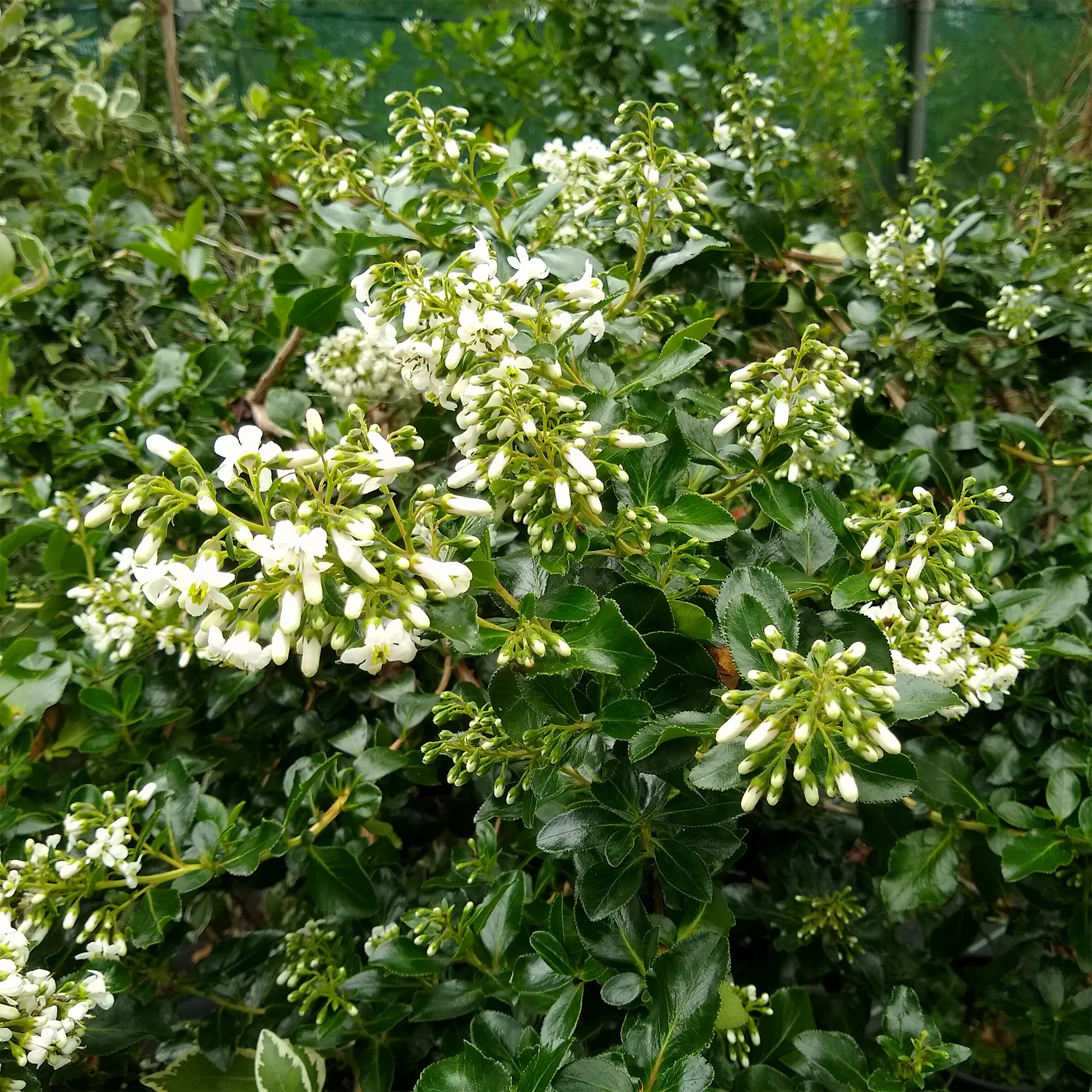 Escalonia 'Iveyi' - Image 3